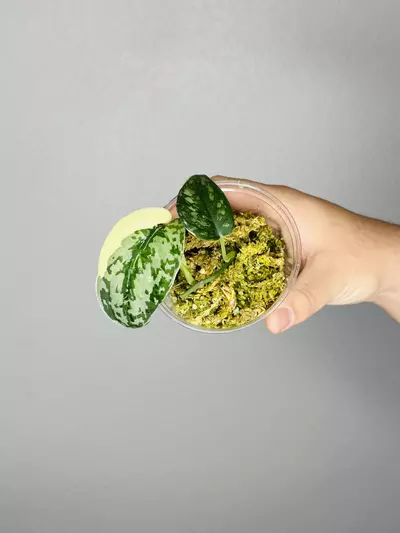 plant/Scindap Mayari -0-thumbnail