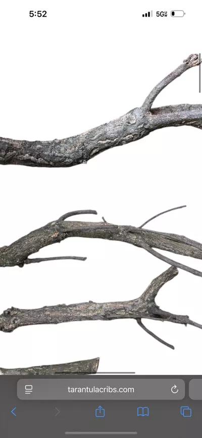 plant/Assorted cork Branch. About 8 inch-0-thumbnail