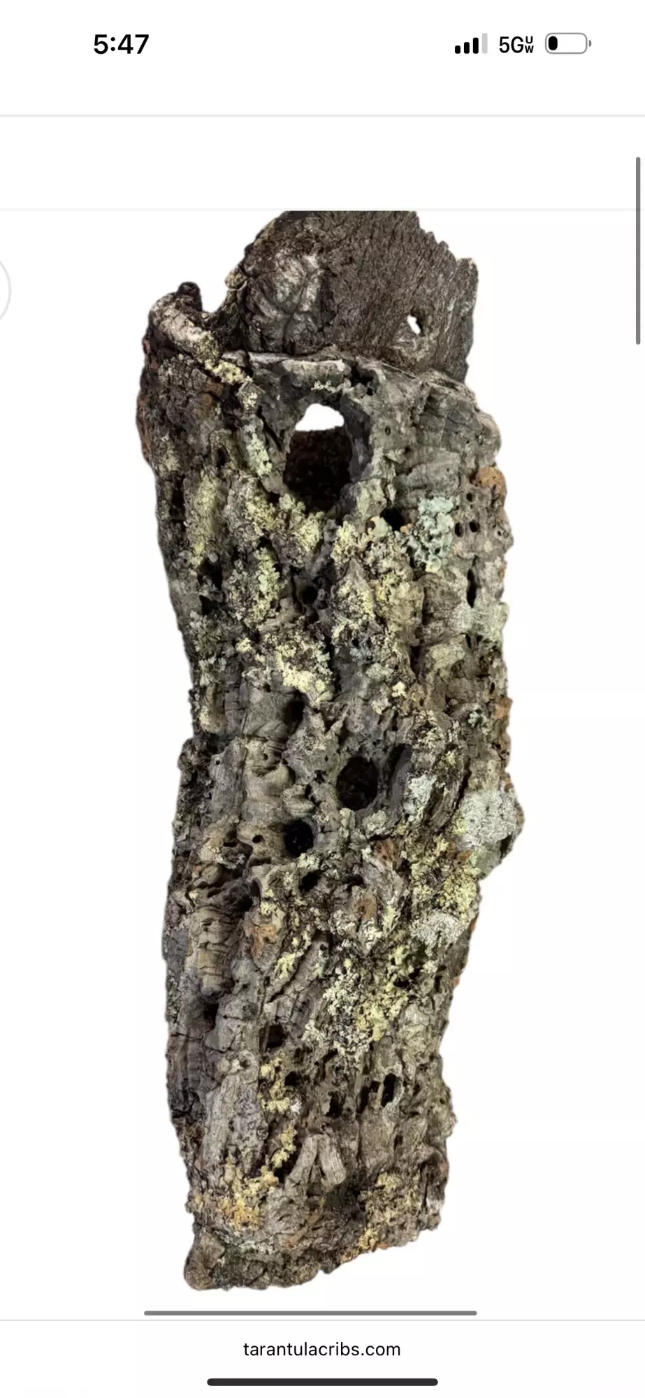 plant/Cork rounds, small 6-8 inch long-0