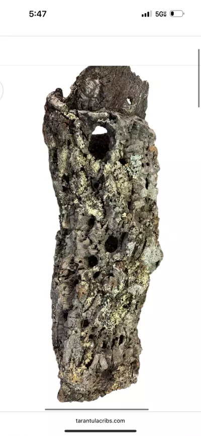 plant/Cork rounds, small 6-8 inch long-0-thumbnail