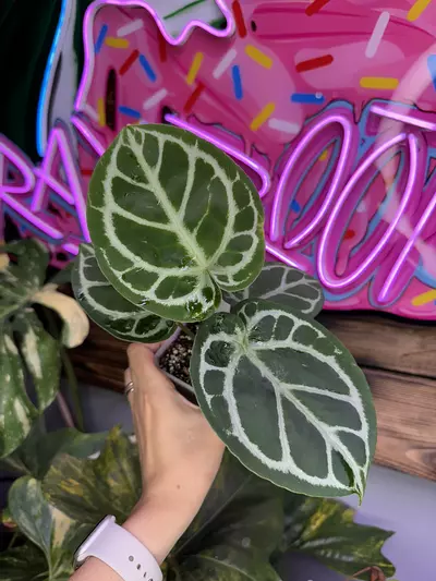 plant/Dorayaki x RC-1-thumbnail