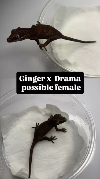 plant/Poss female gargoyle-0-thumbnail