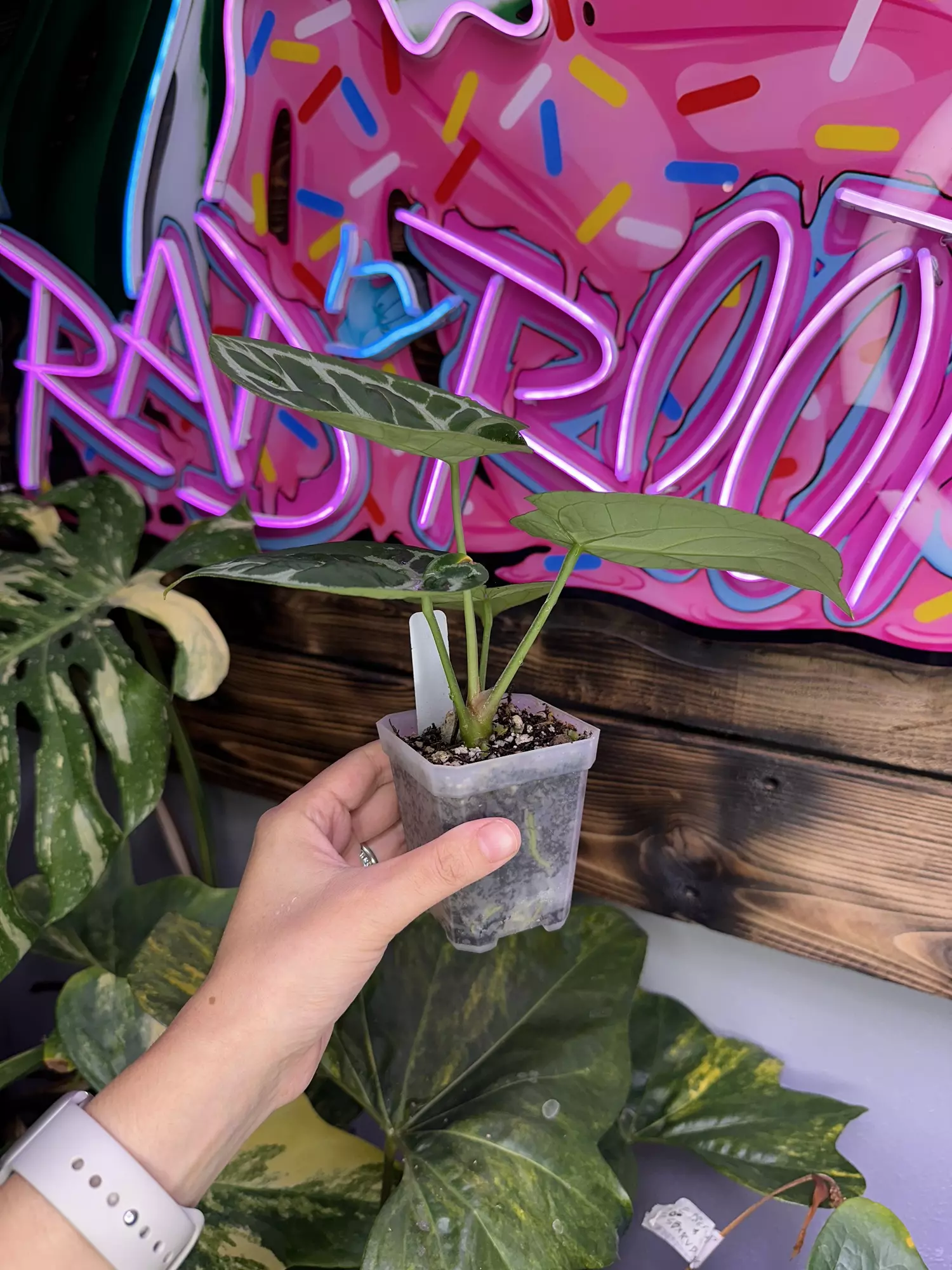 plant/Dorayaki x RC-2