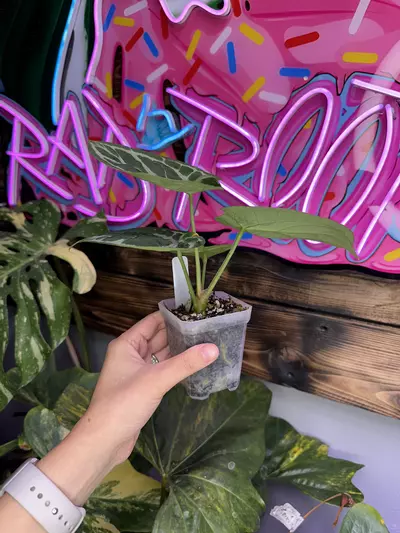 plant/Dorayaki x RC-2-thumbnail