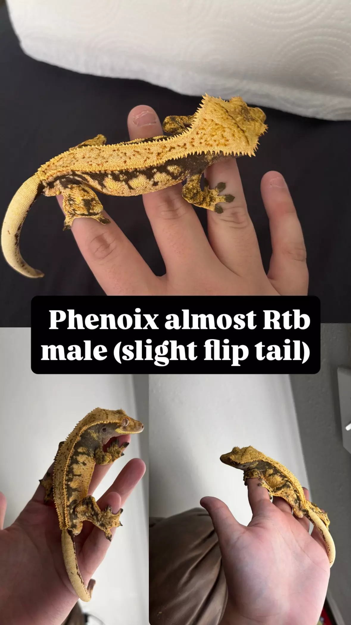 plant/Phenoix-0