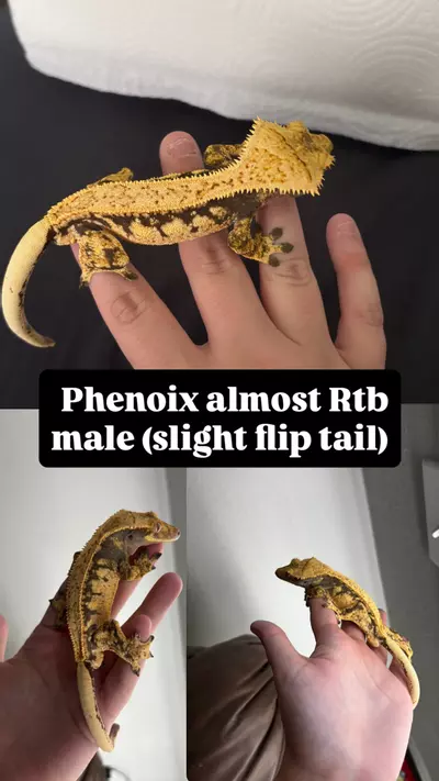 plant/Phenoix-0-thumbnail