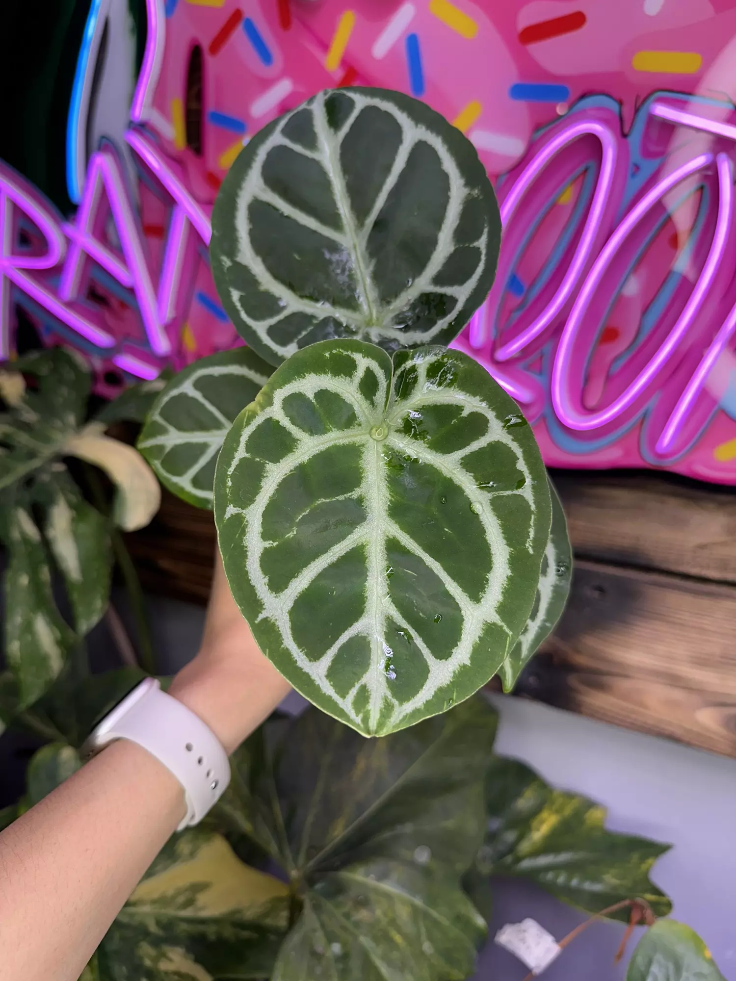 plant/Dorayaki x RC-0