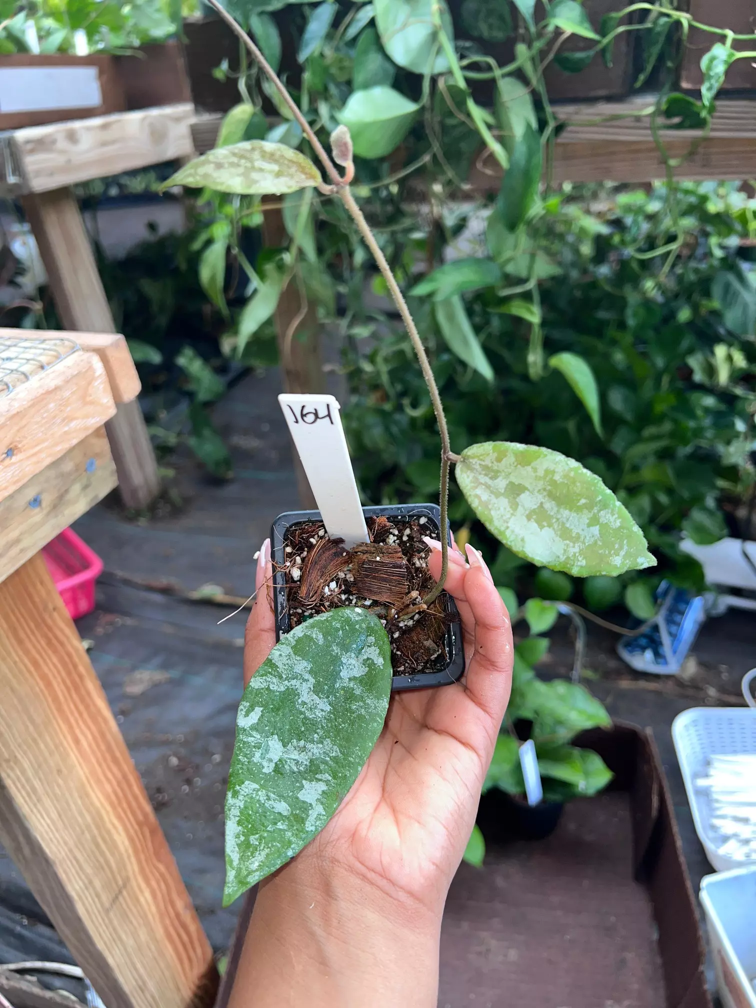 plant/HOYA CAUDATA GOLD 3" 164p-0