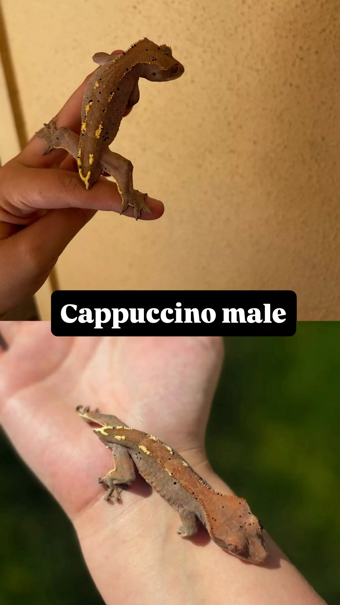 plant/Cappuccino male-0