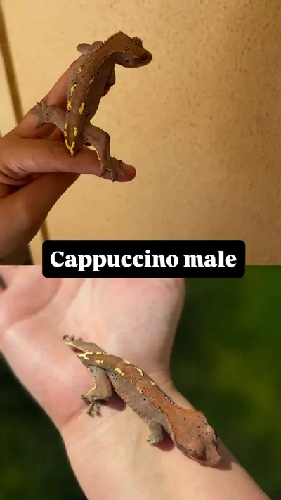 plant/Cappuccino male-0-thumbnail