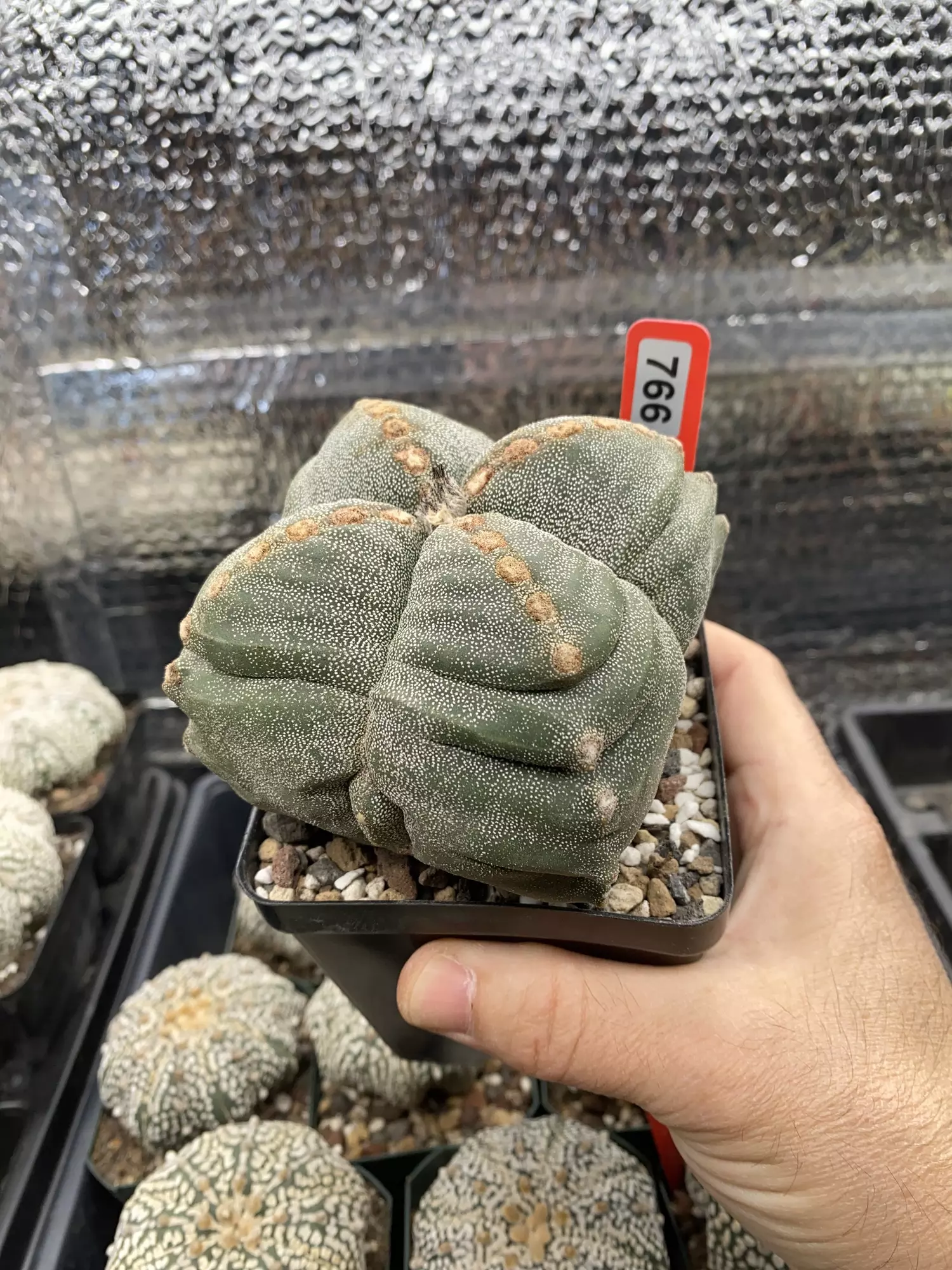 plant/766 XXL Myriostigma 4 Rib Kikko Fukuryu & Flocked-0