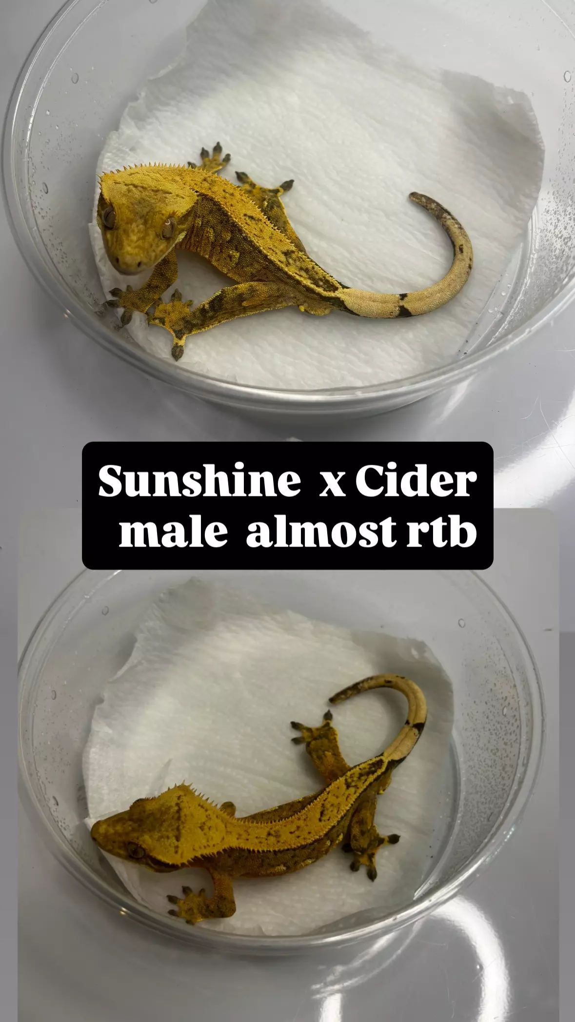 plant/Sunshine x cider Male-0