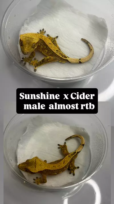plant/Sunshine x cider Male-0-thumbnail