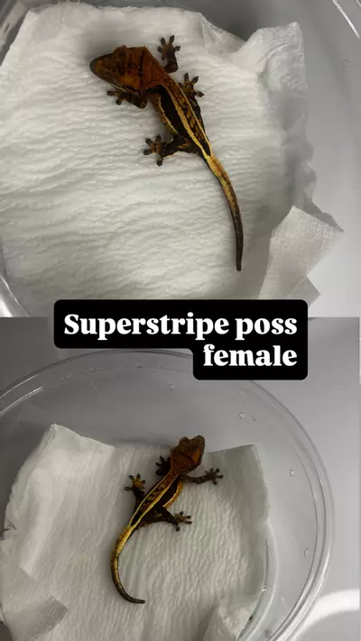 plant/Superstripe-0-thumbnail