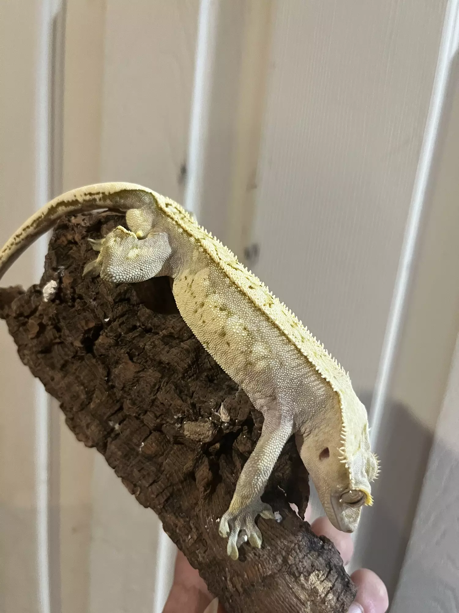 plant/Frost - proven male yellow white wall. Fires down paper white-0