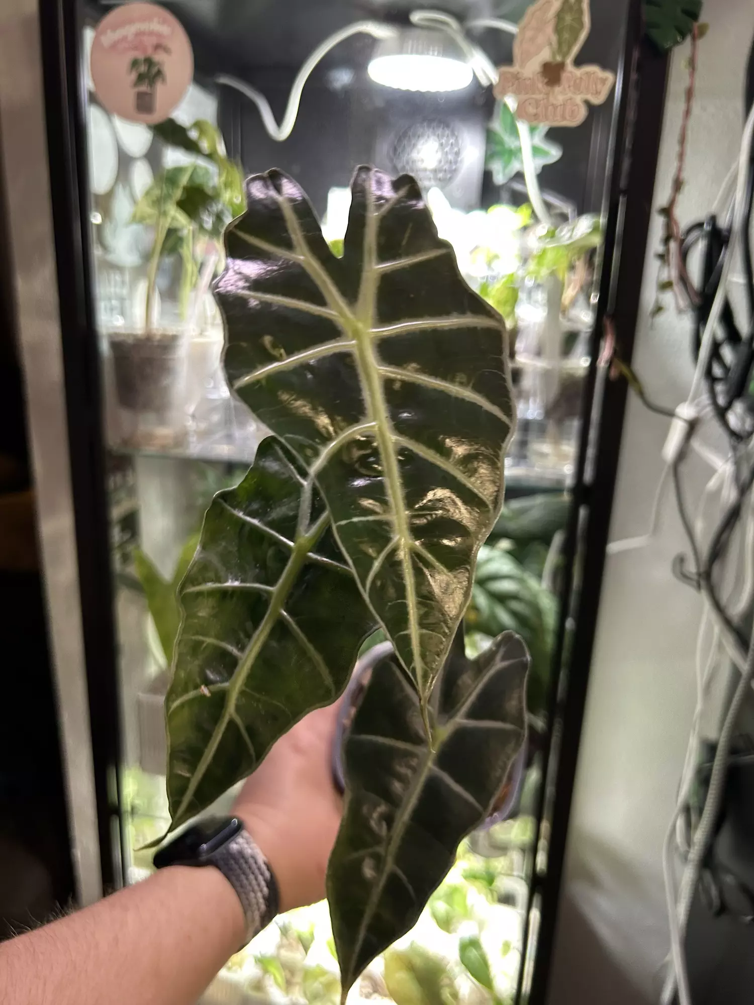 plant/Alocasia Polly P1 Mother Plant-0