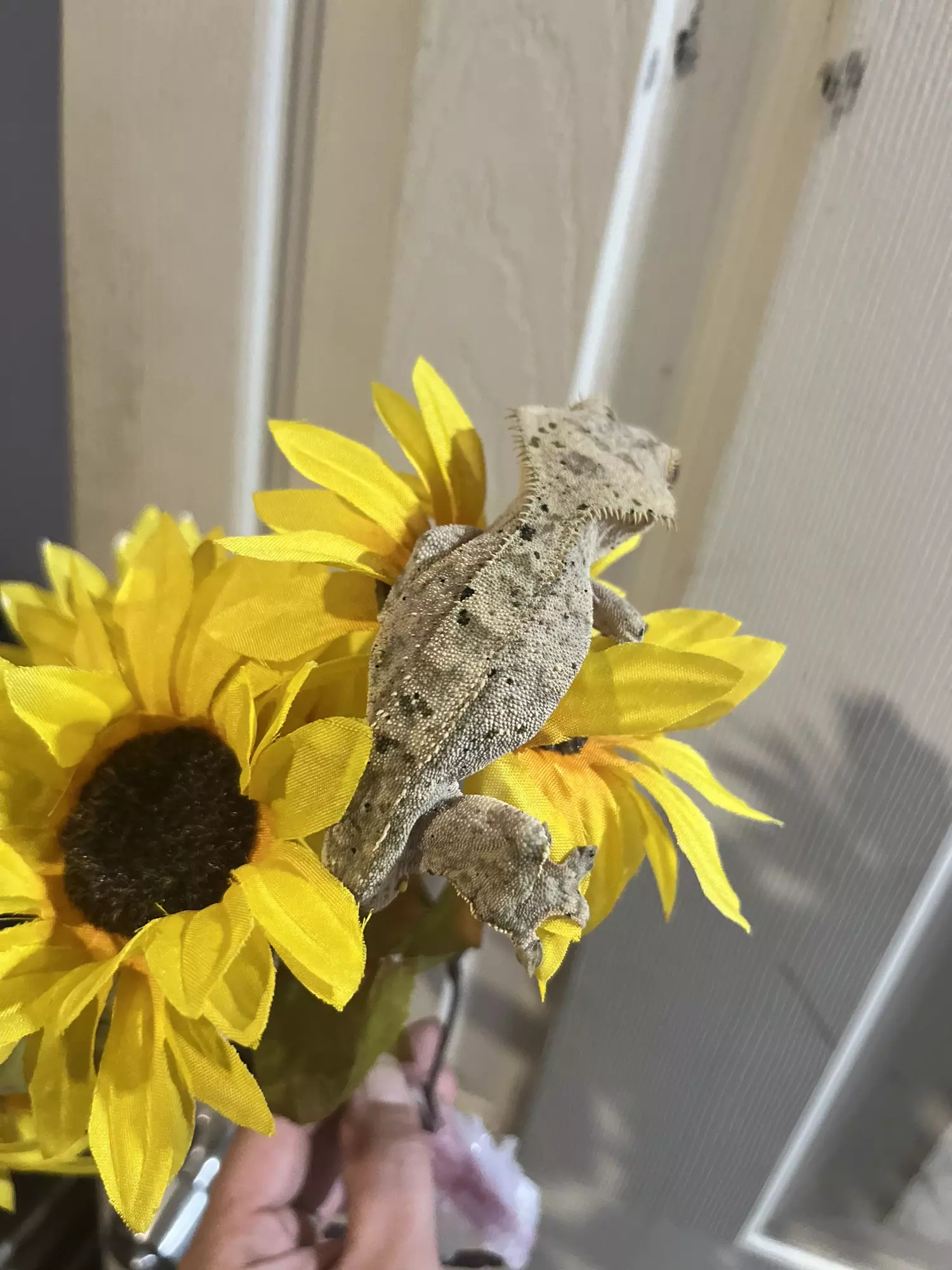 plant/Tiger dal male (fired up in pictures) 32g-3