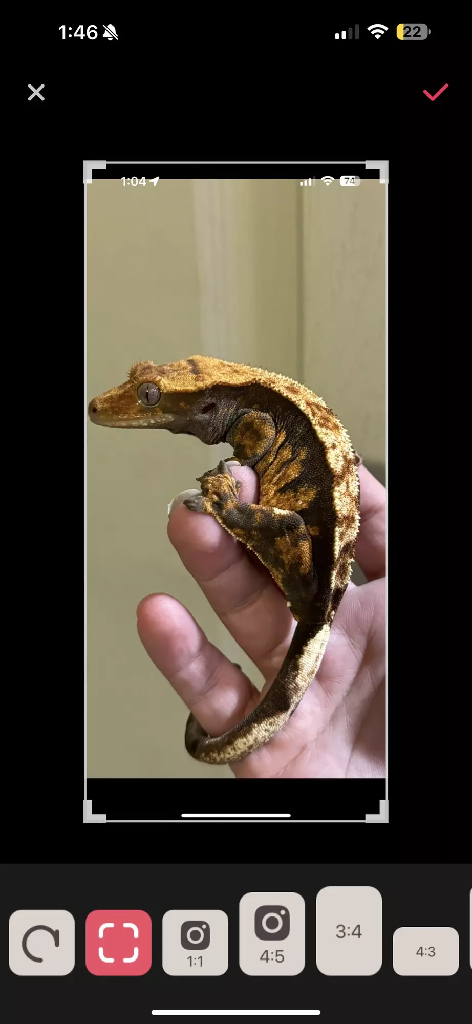 plant/Spyro Female proven harlequin soft scale-1