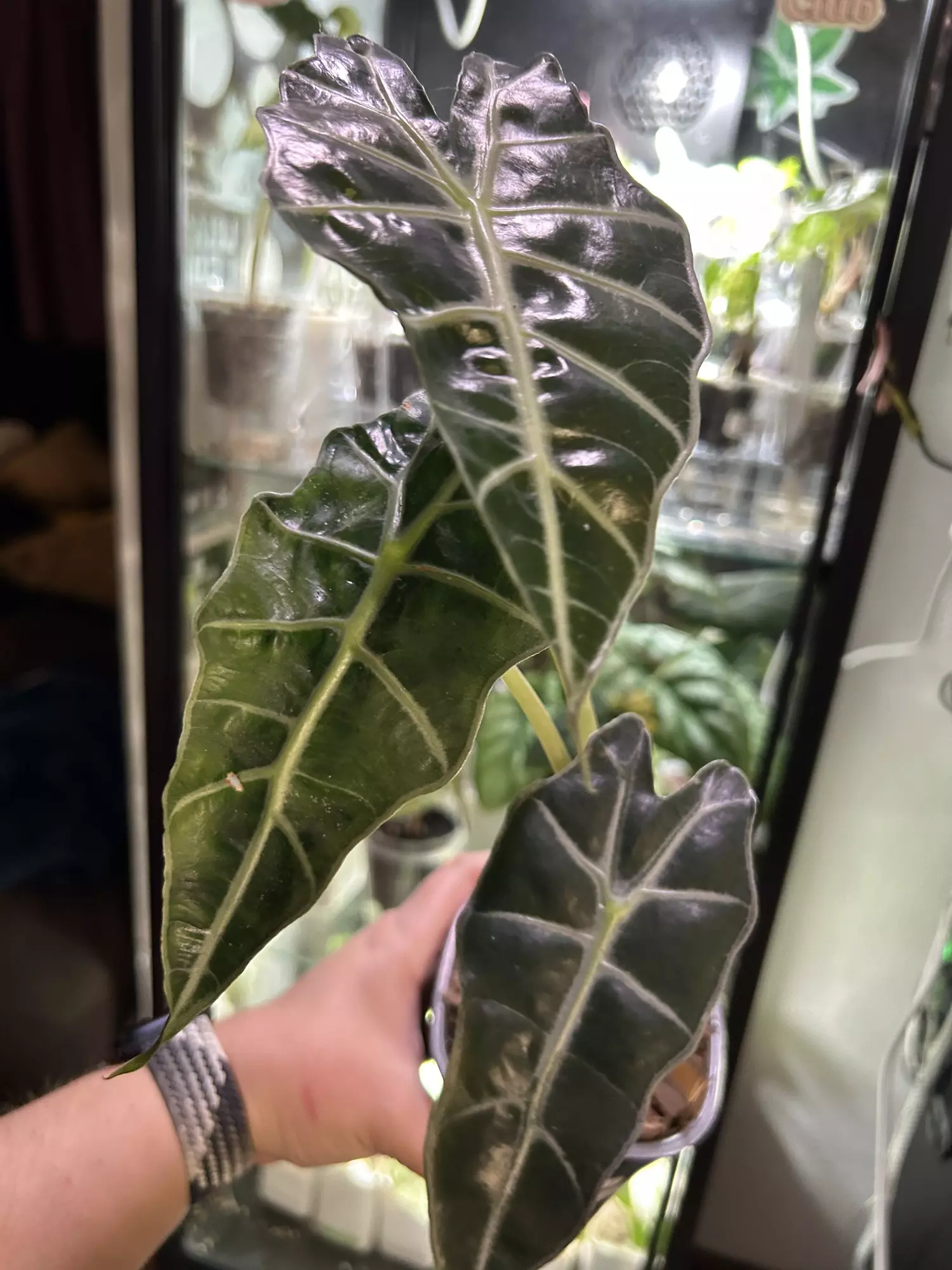 plant/Alocasia Polly P1 Mother Plant-1