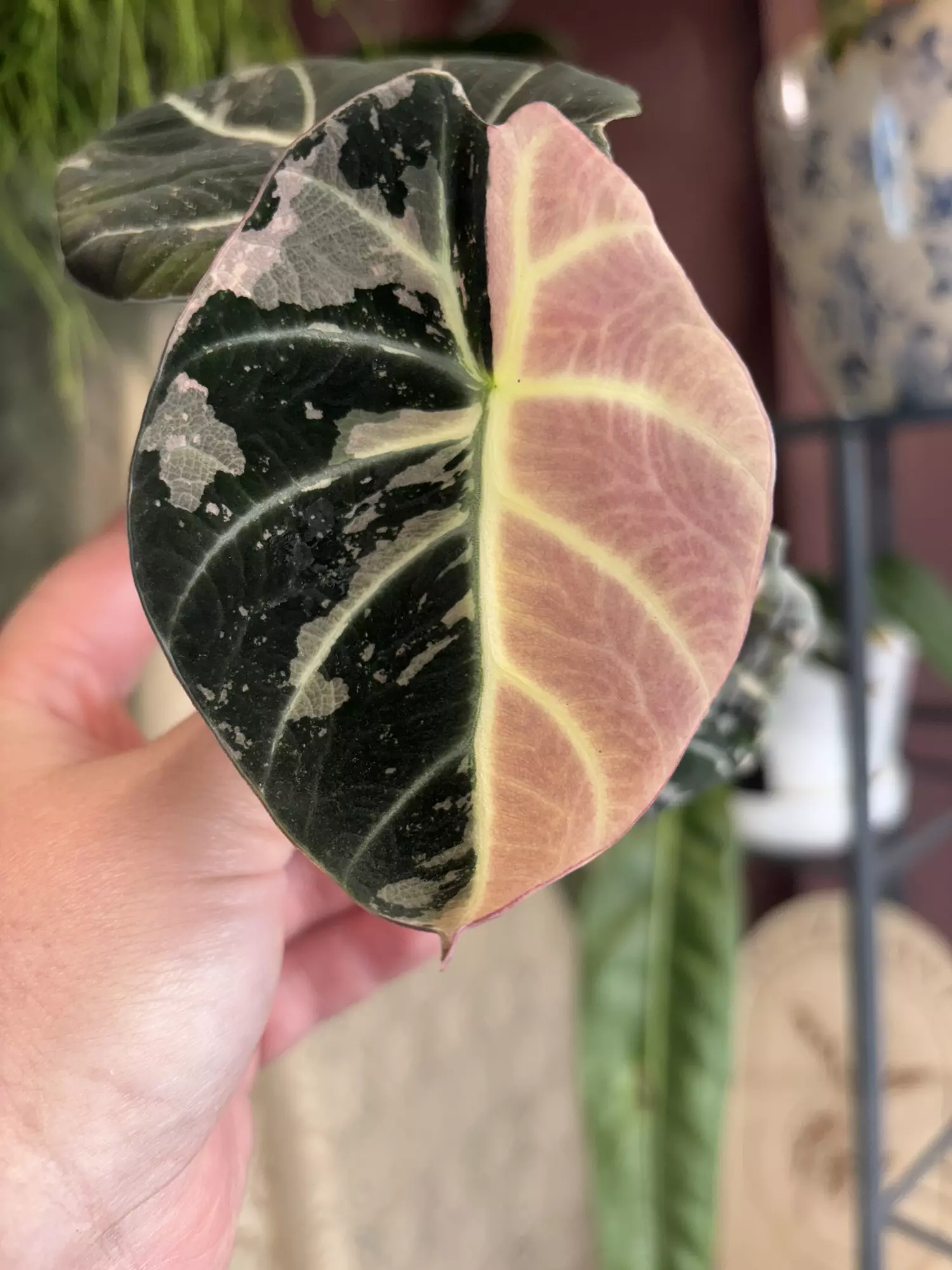 plant/Pink Black Velvet Corm-0