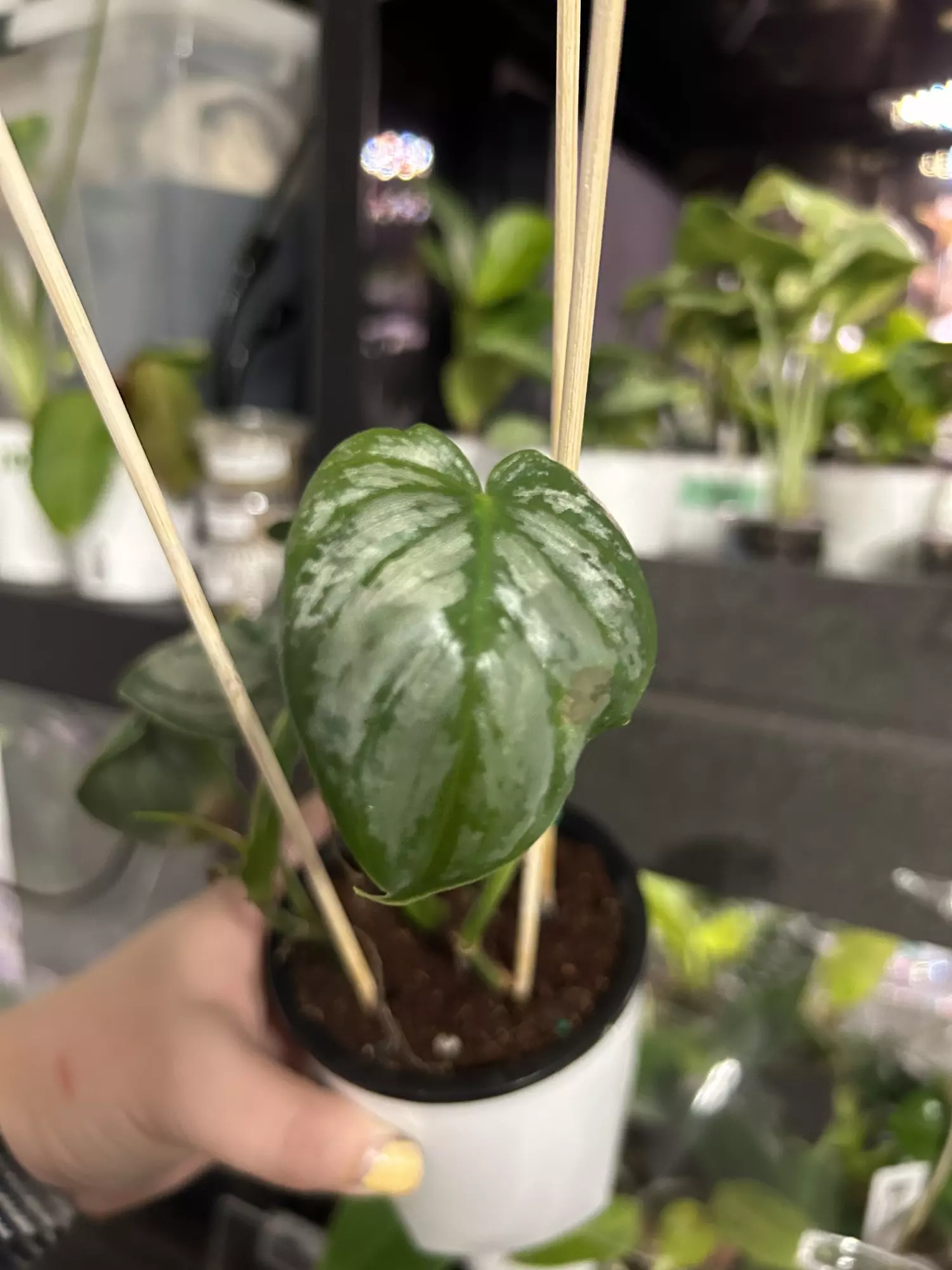 plant/Philodendron Brandtiaum 69-0