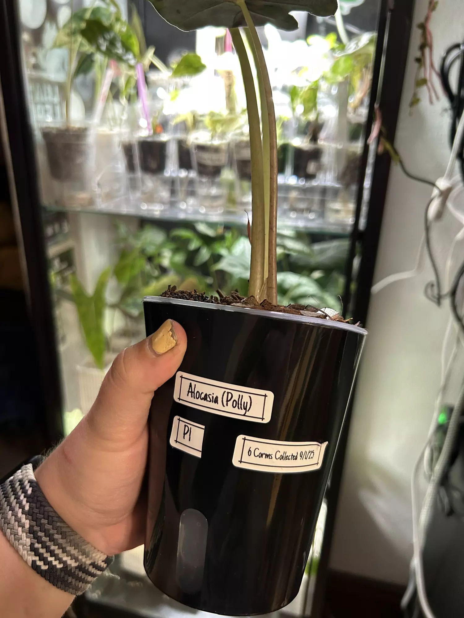 plant/Alocasia Polly P1 Mother Plant-2