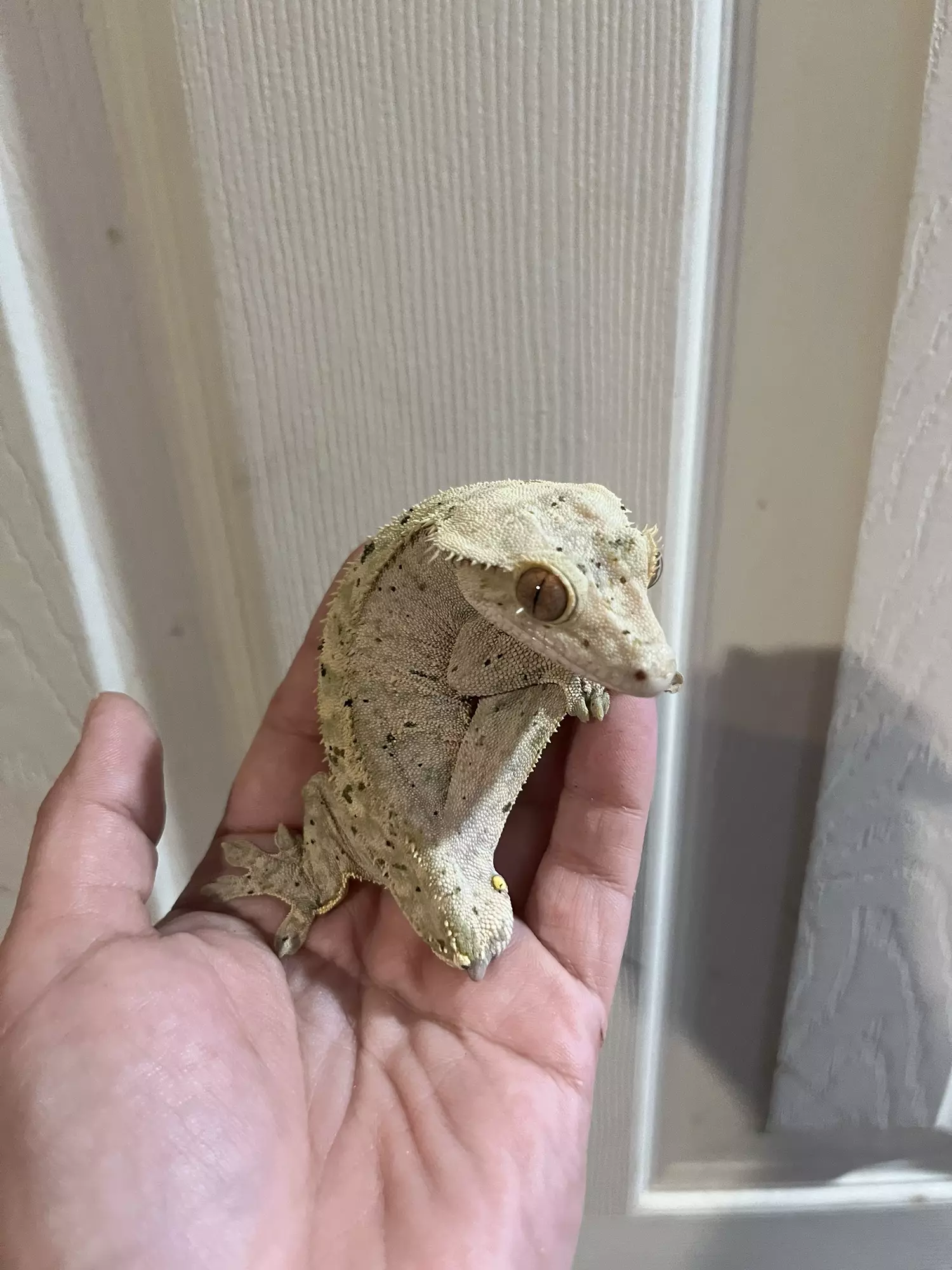plant/Tiger dal male (fired up in pictures) 32g-0