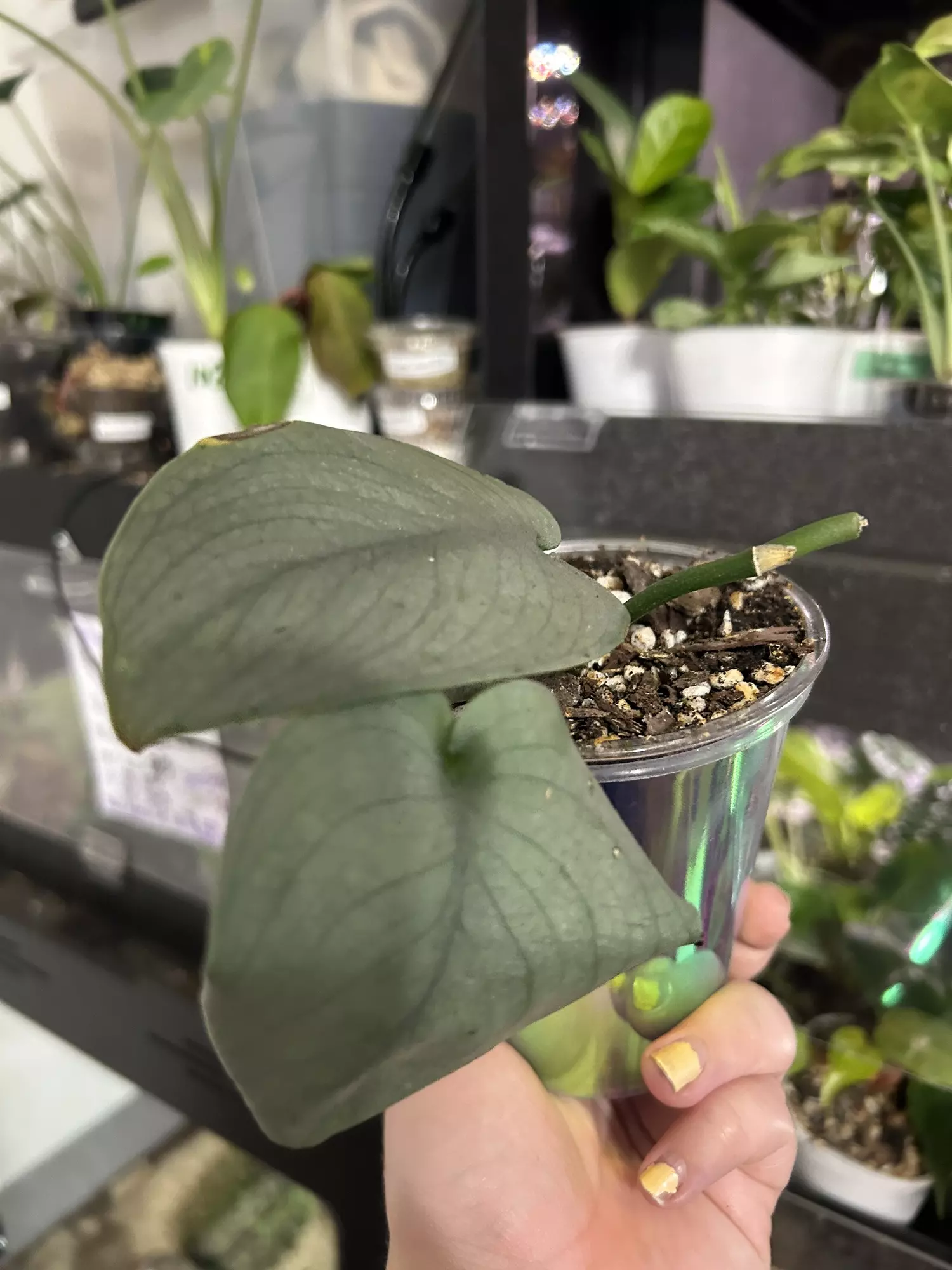 plant/Scindapsus Platinum 52? 92? 😅-0