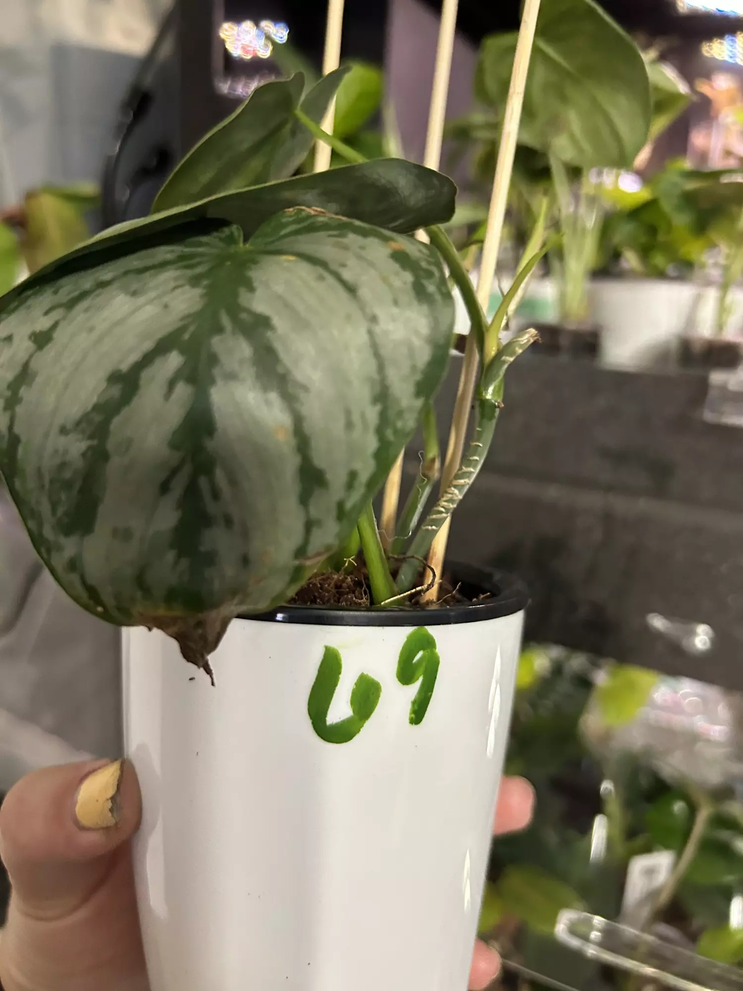 plant/Philodendron Brandtiaum 69-1