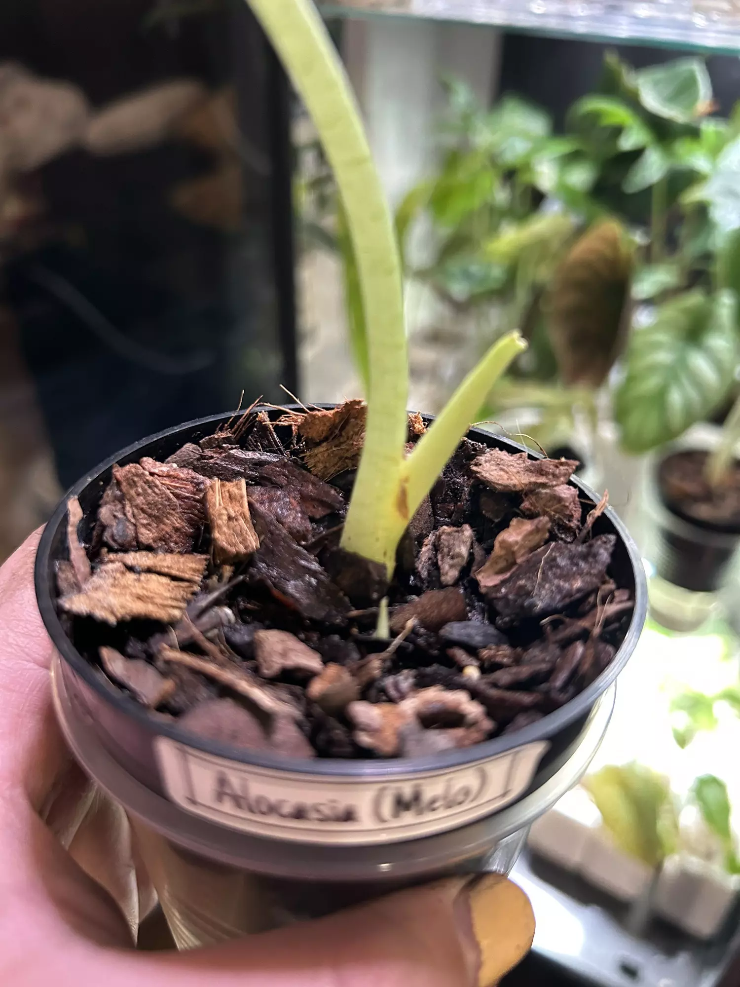 plant/Sunburnt Alocasia Melo-1