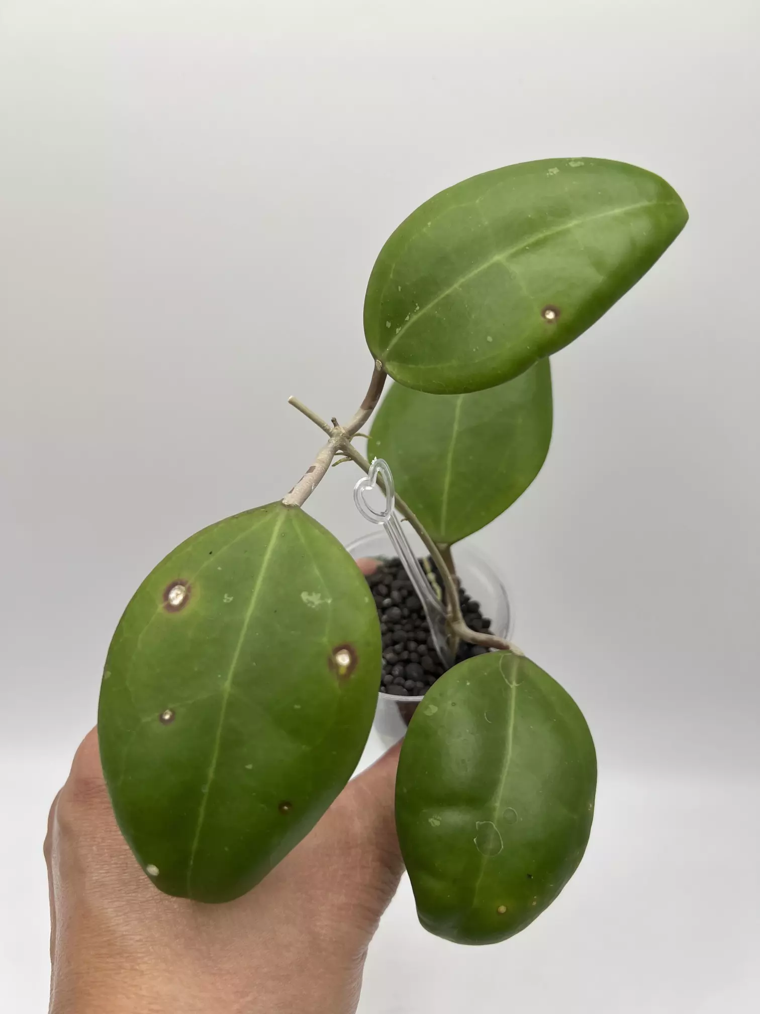 plant/AH 1013-0
