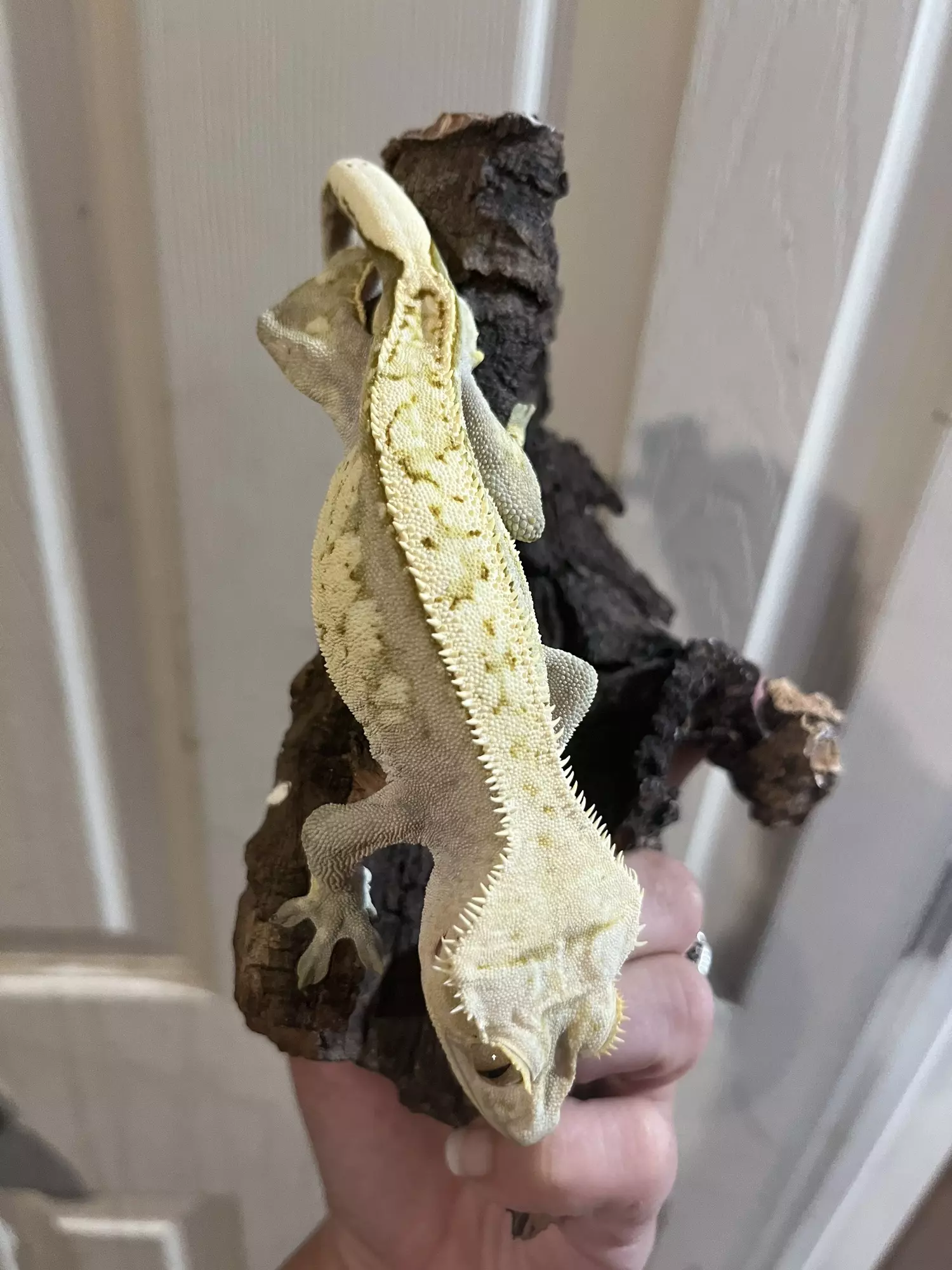 plant/Frost - proven male yellow white wall. Fires down paper white-1