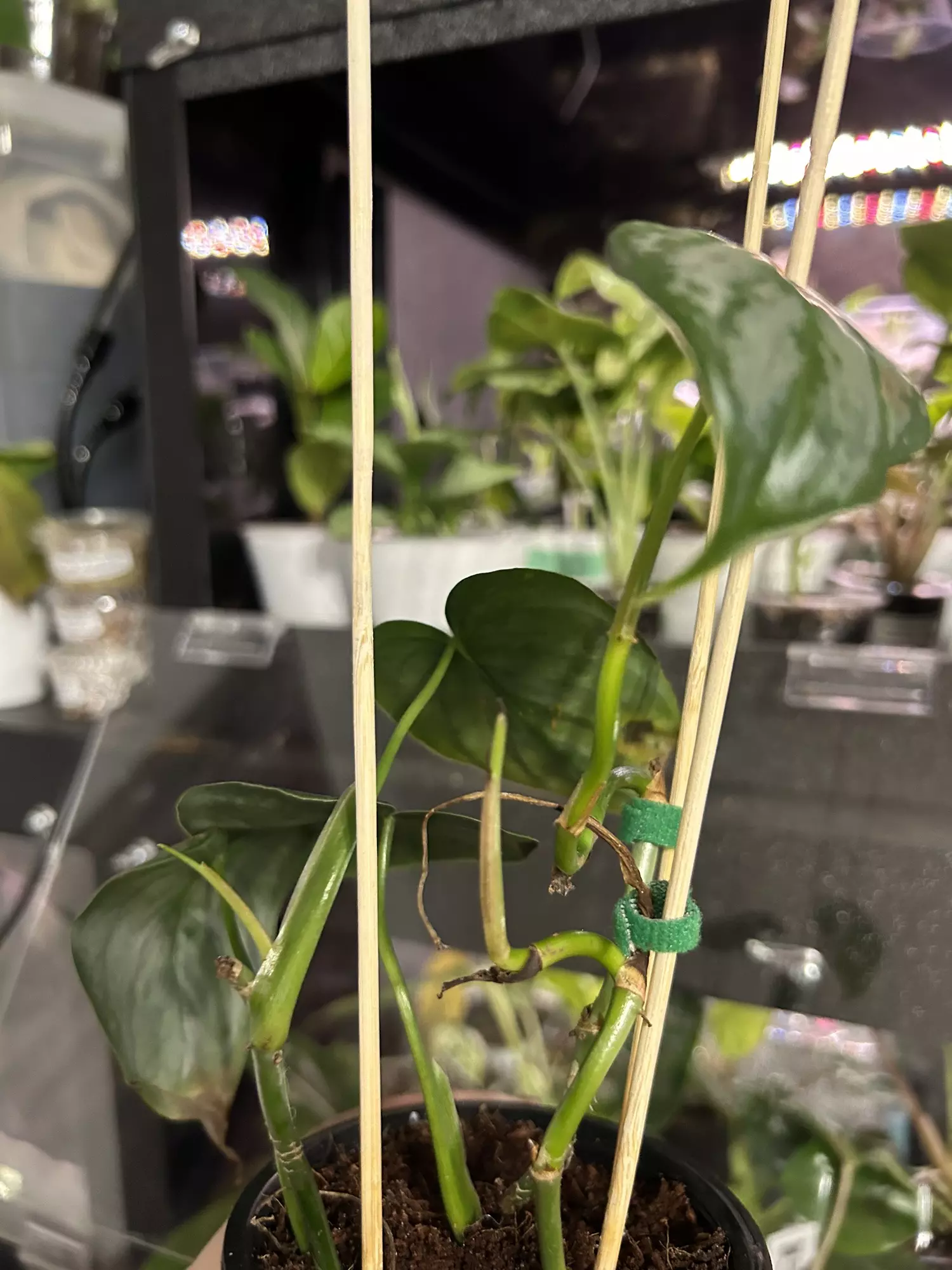 plant/Philodendron Brandtiaum 69-3