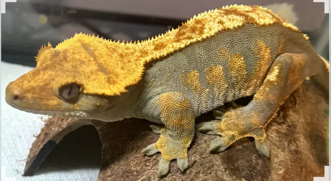 plant/Spyro Female proven harlequin soft scale-2