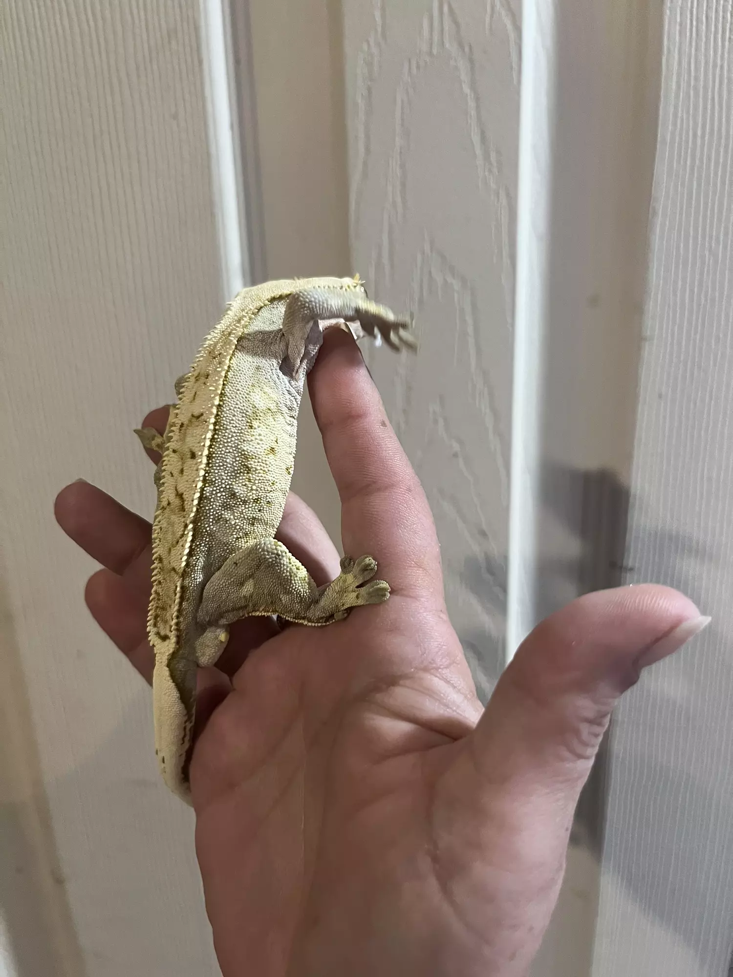 plant/Frost - proven male yellow white wall. Fires down paper white-4