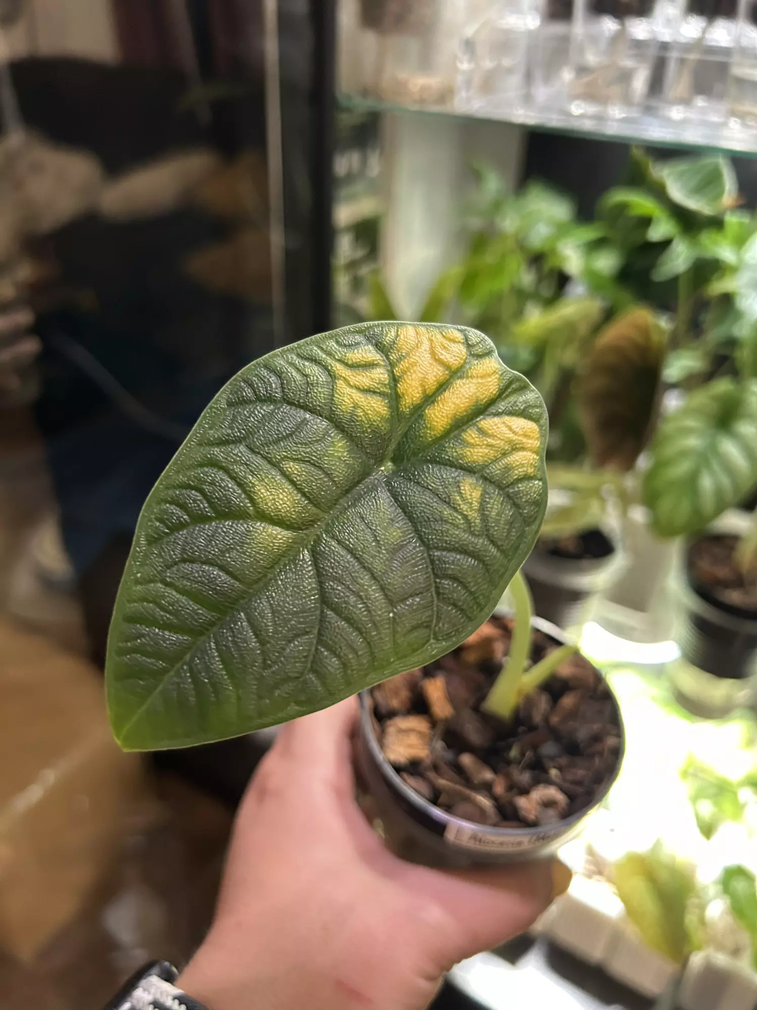plant/Sunburnt Alocasia Melo-0