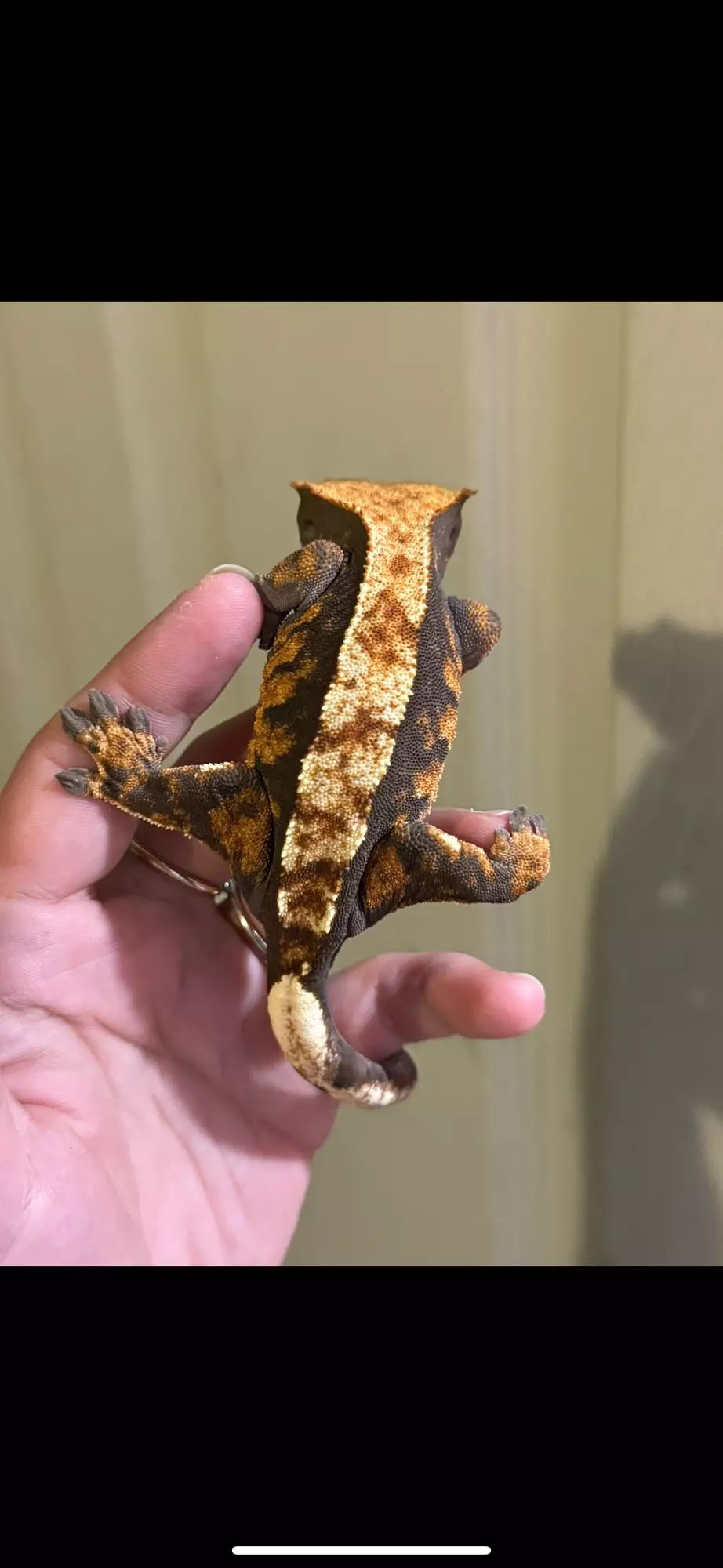 plant/Spyro Female proven harlequin soft scale-0