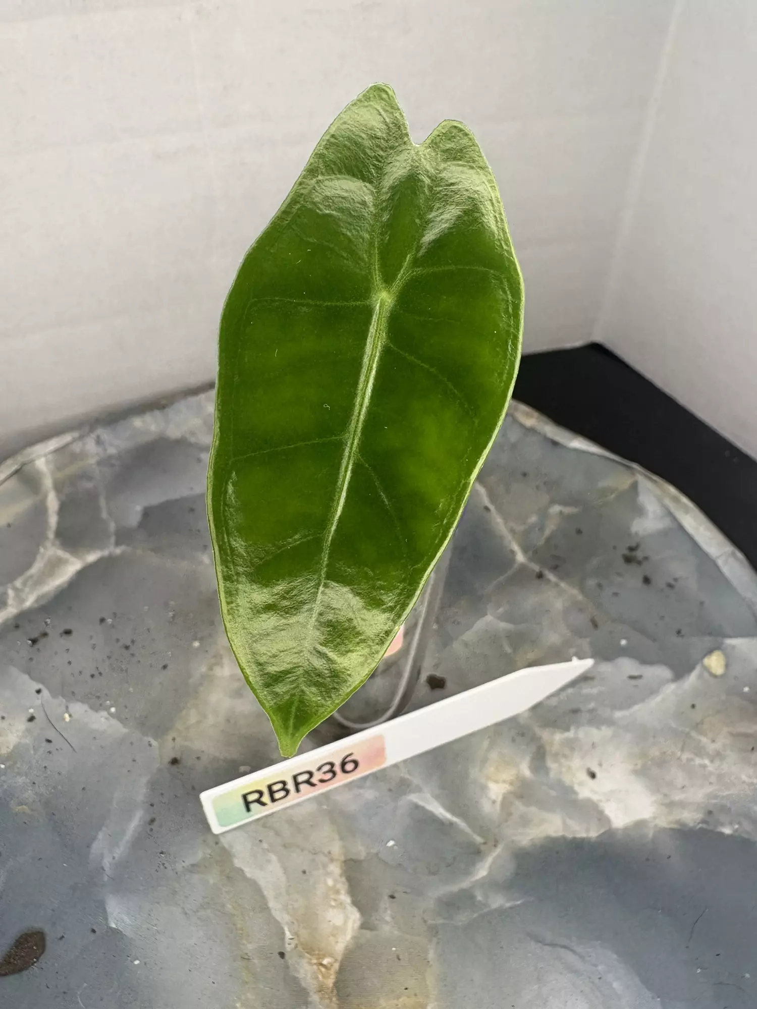 plant/RBR36 Alocasia Frydek Vargiegated - 1st leaf corm grown -0