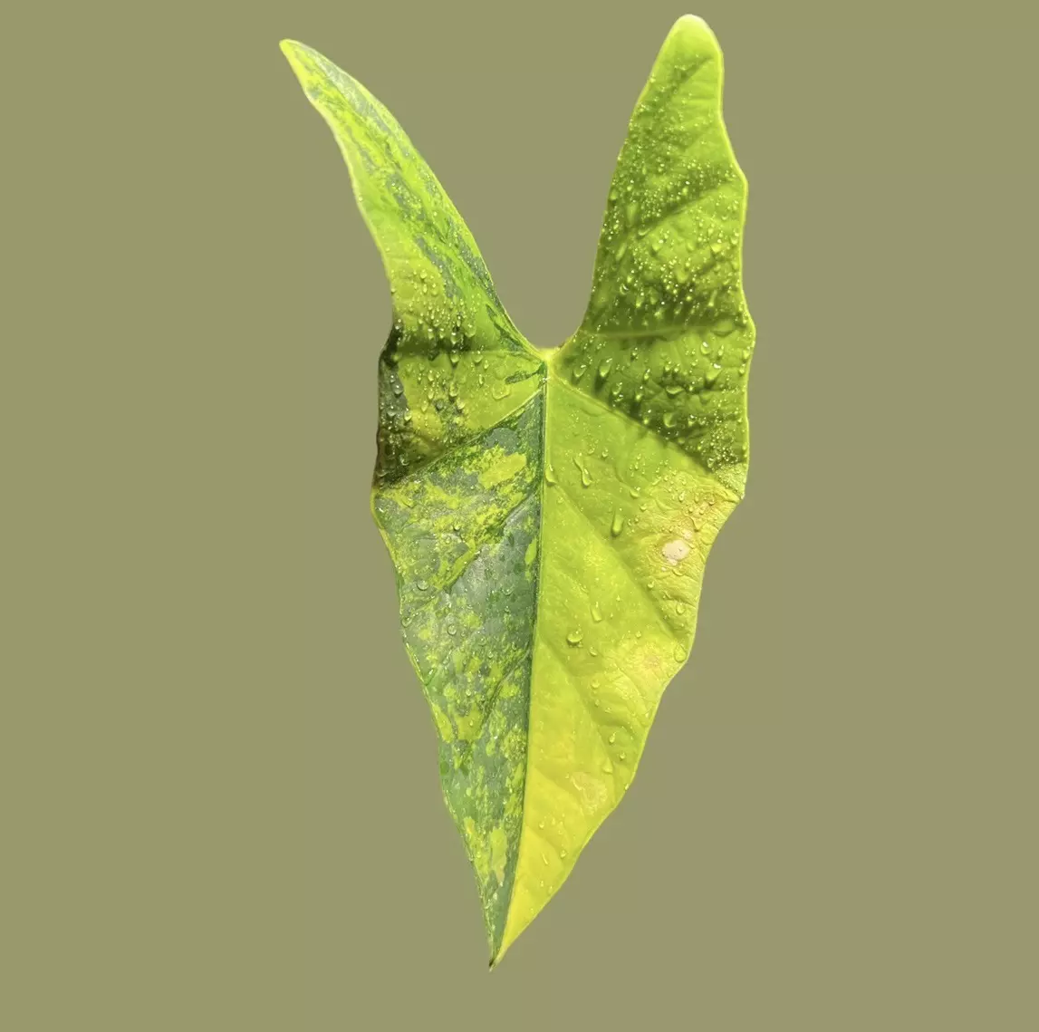 plant/(Read Description) Aurea Variegated Alocasia Simpo Corm-0