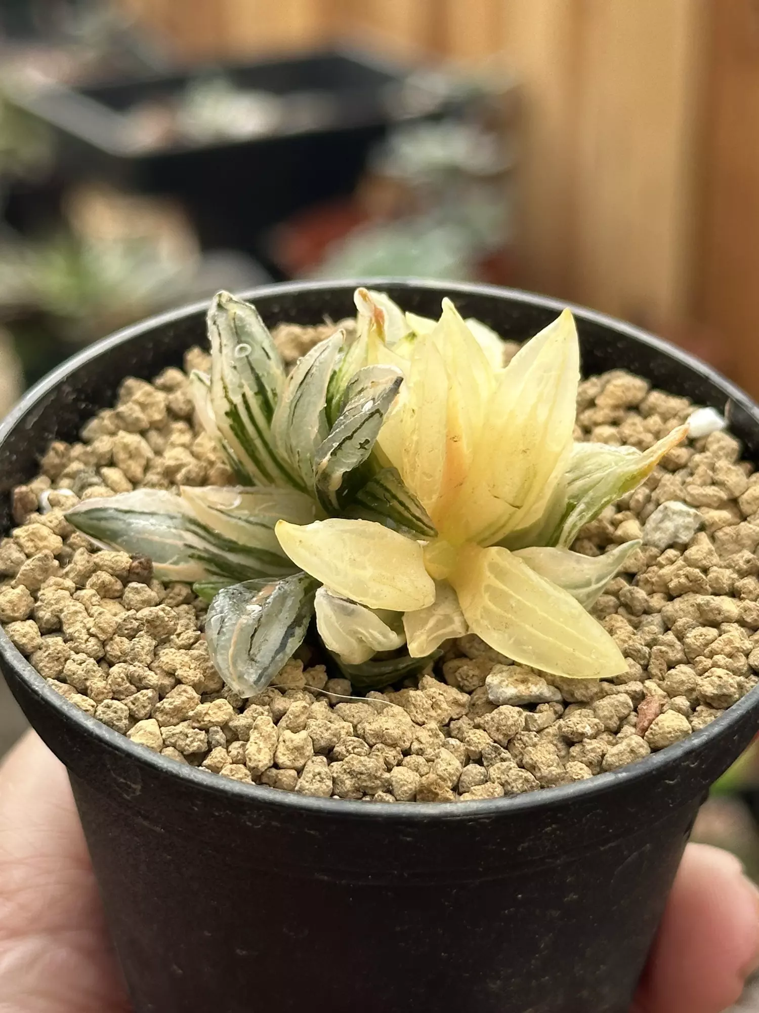 plant/Haworthia Atrofusca Variegated Watermelon-2