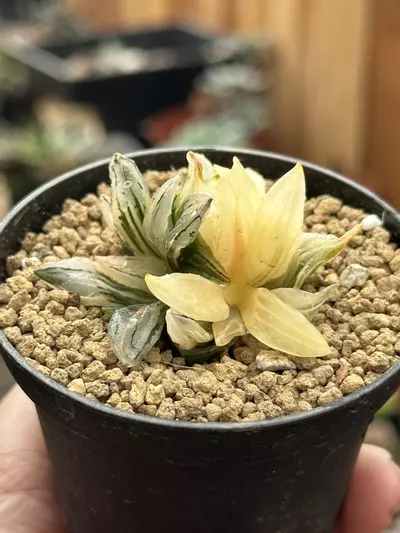 plant/Haworthia Atrofusca Variegated Watermelon-2-thumbnail