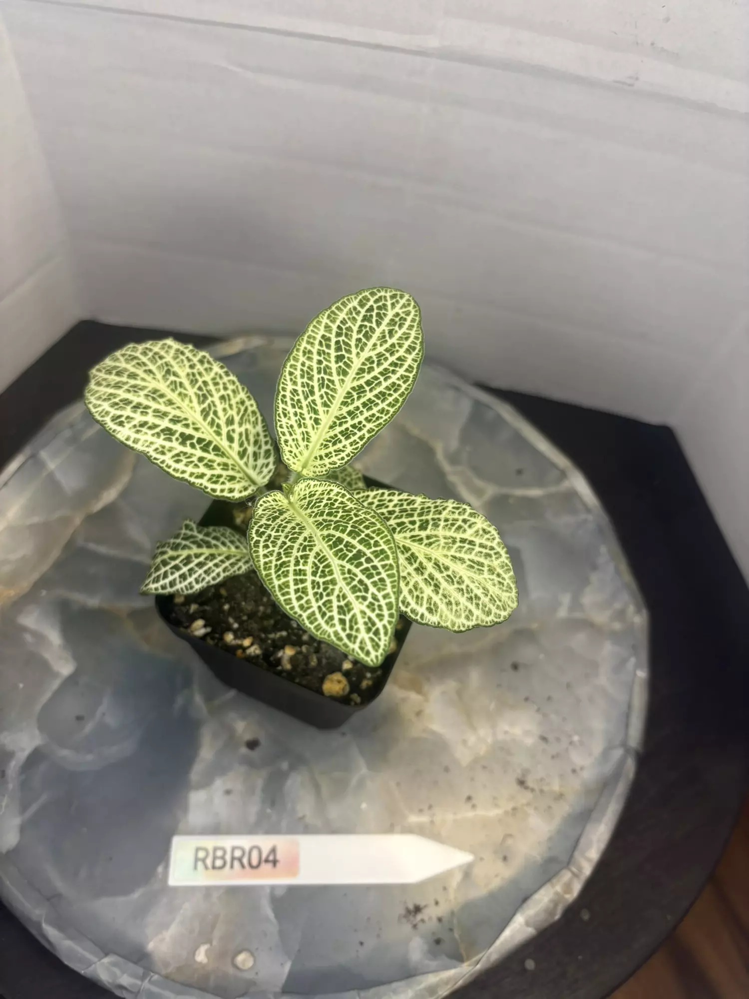 plant/RBR04 Silver Nerve Fittonia-0