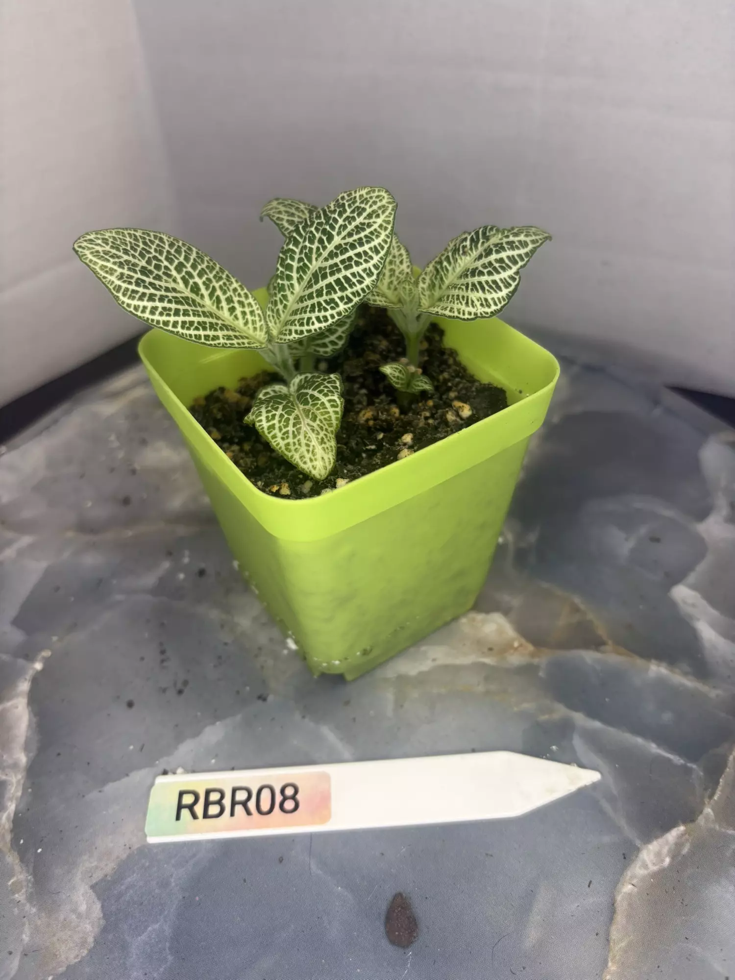 plant/RBR08 Silver Nerve Fittonia-0