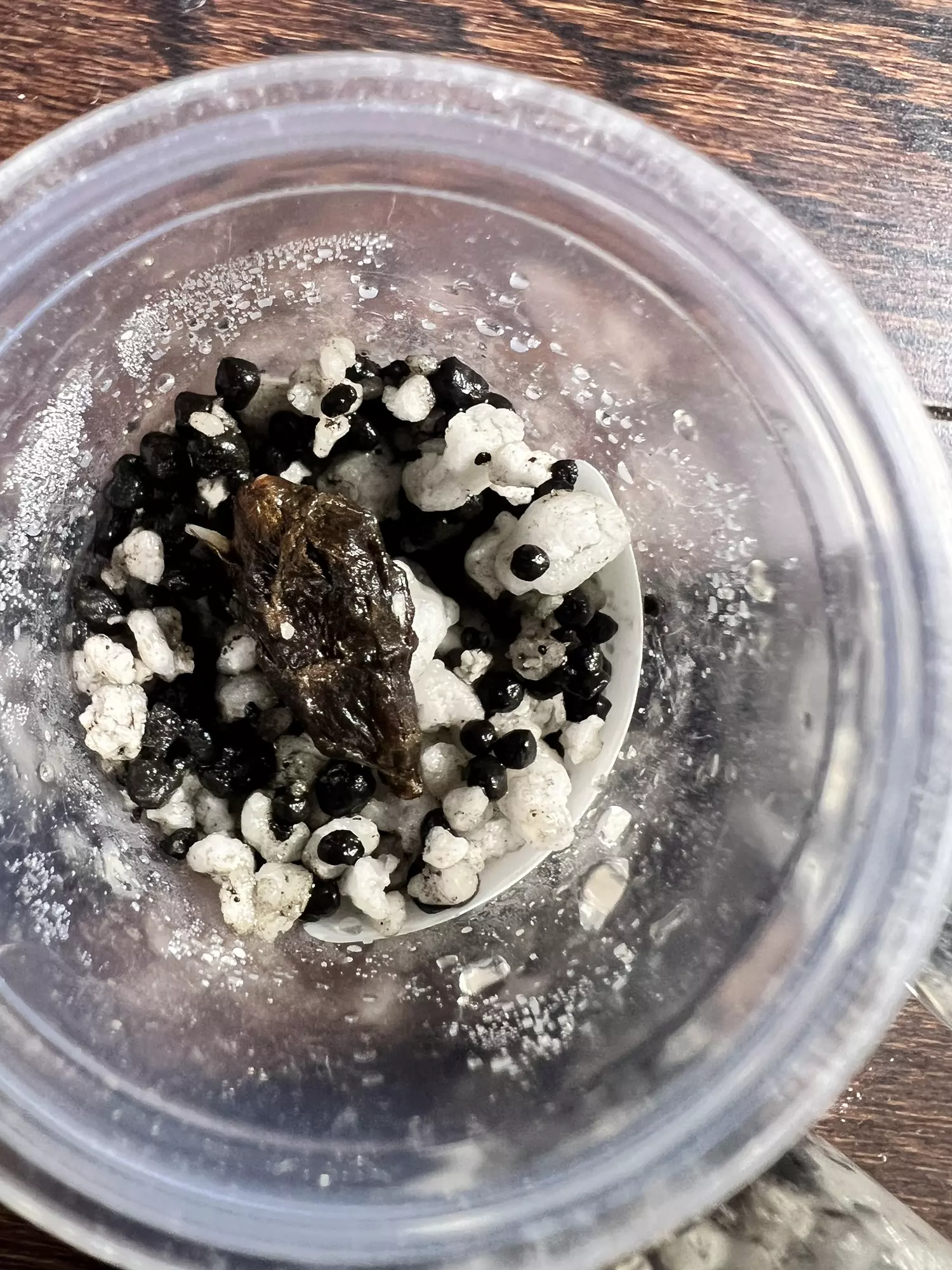 plant/Grower’s Choice - Aurea Variegated Alocasia Pink Dragon Corm-3