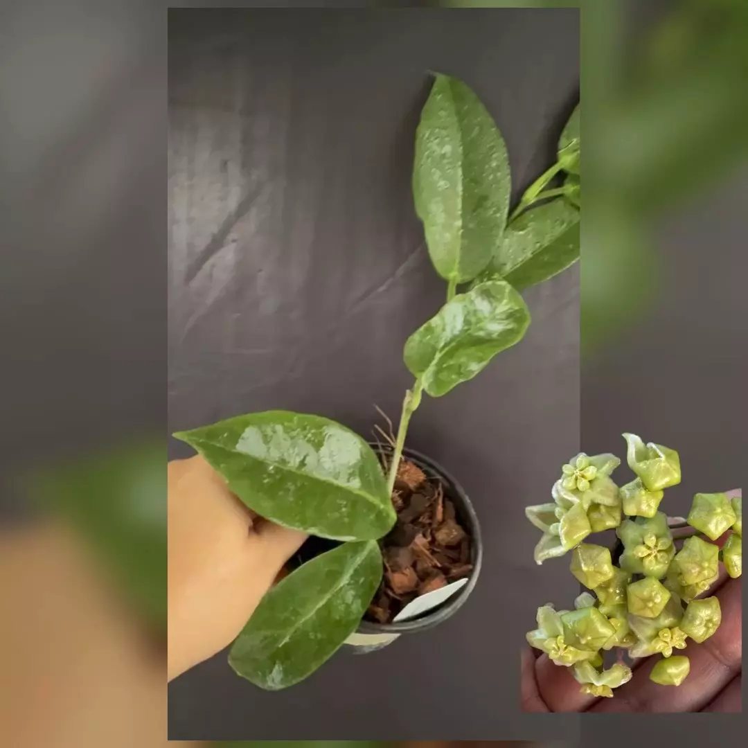 plant/Hoya trigonolobus (uncommon, underrated)-0