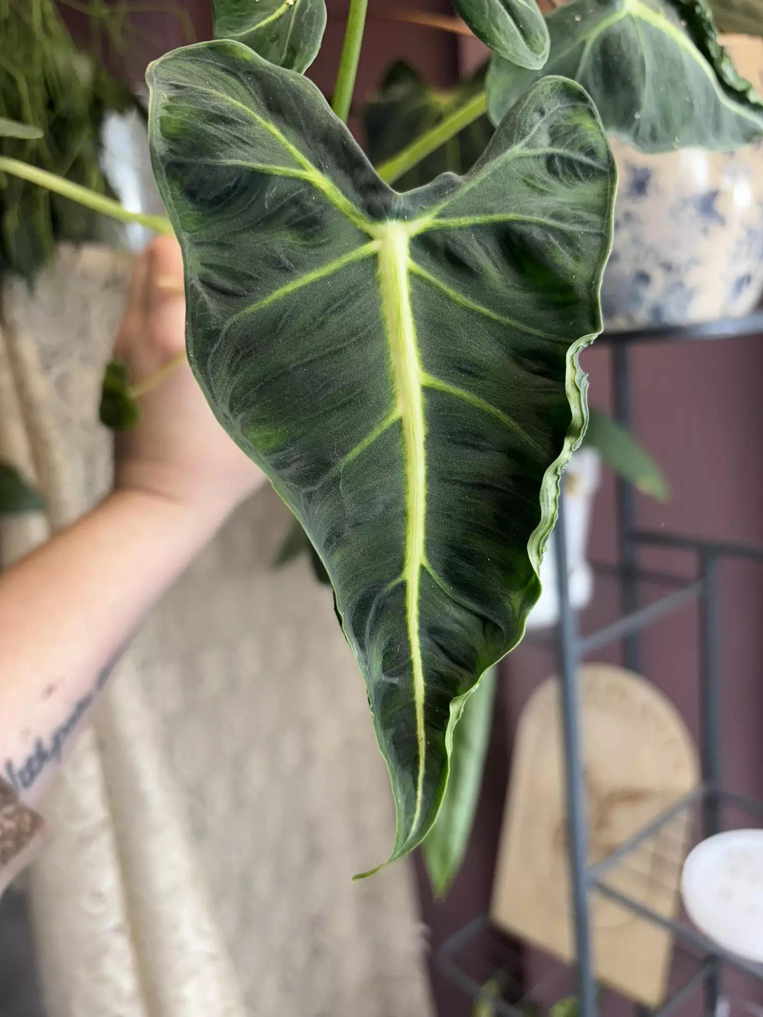 plant/Frydek Tattoo/Emerald Tide CORM-0