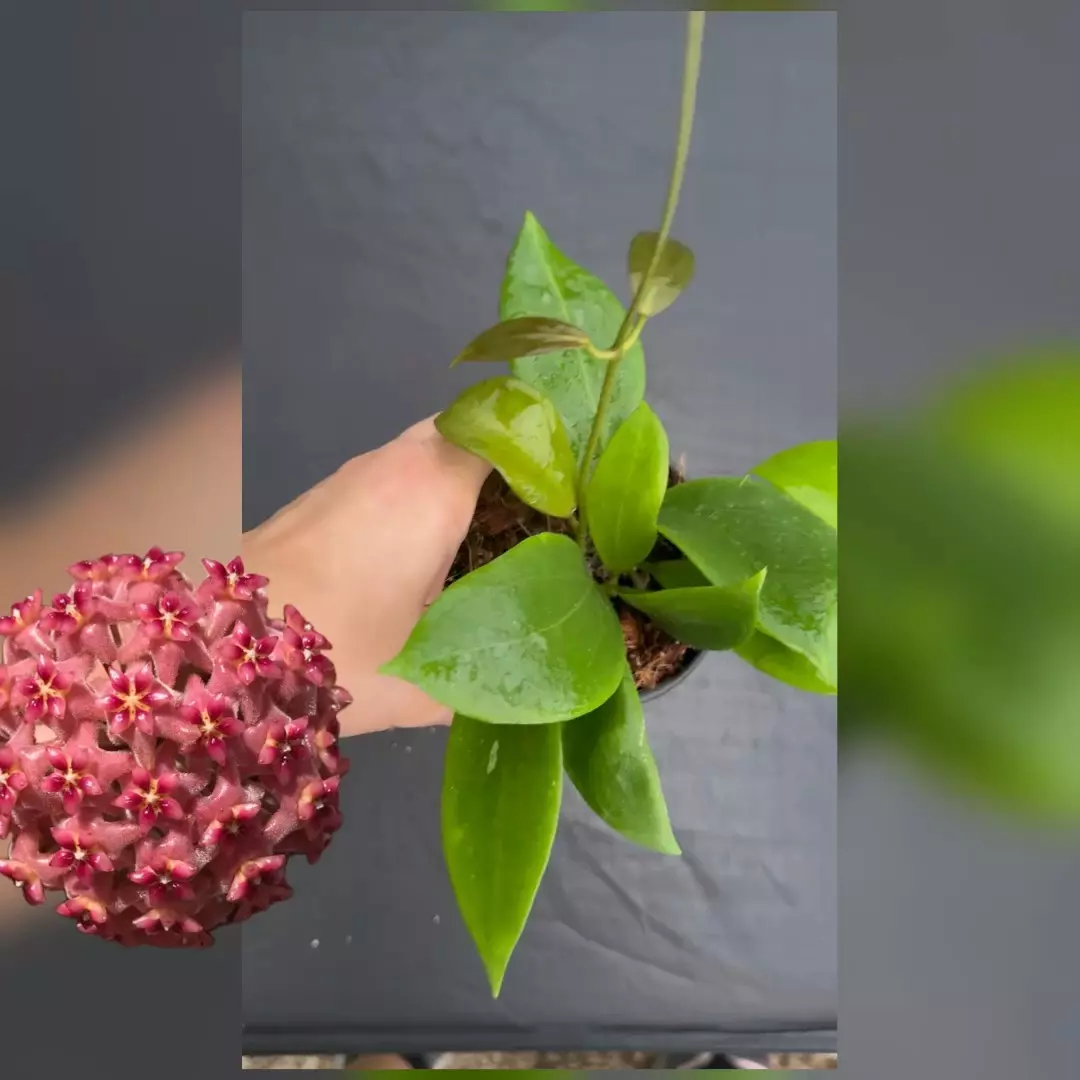 plant/Hoya ‘Kicki’ MB 1250 (mindorensis and Hoya davidcummingii)-0