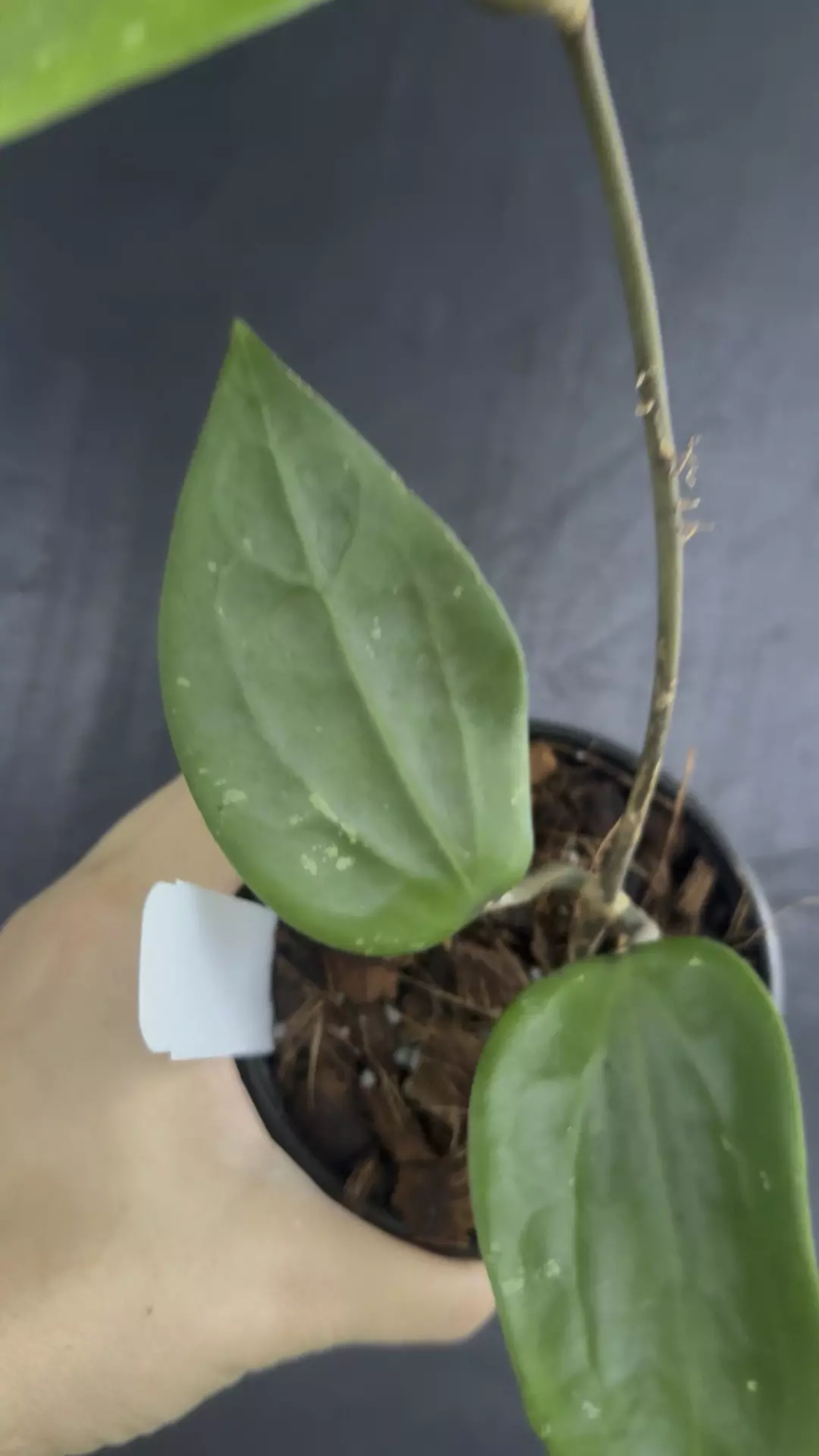 plant/Hoya Ah Black Magic-0