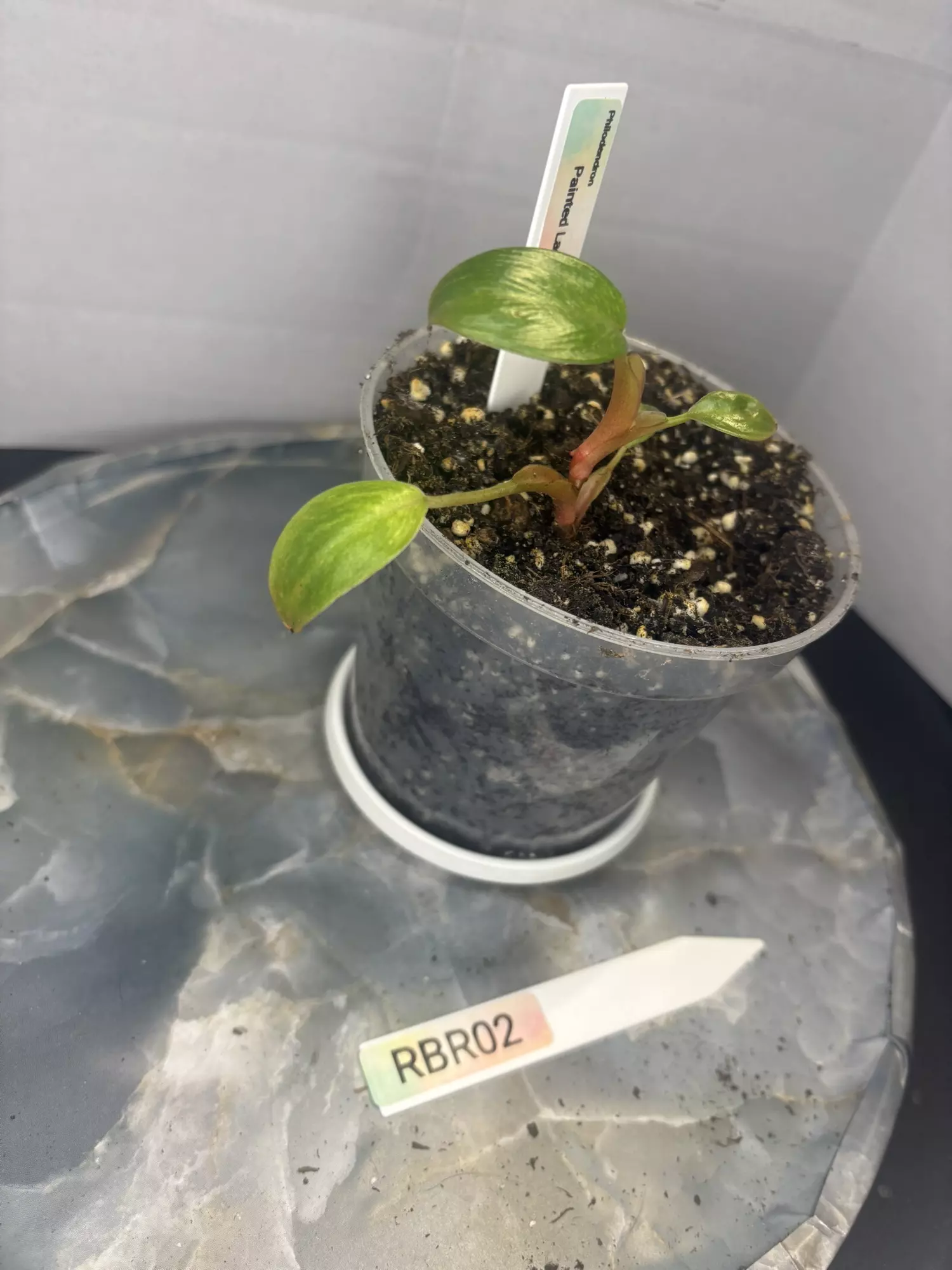 plant/RBR02 Philodendron Painted Lady-2