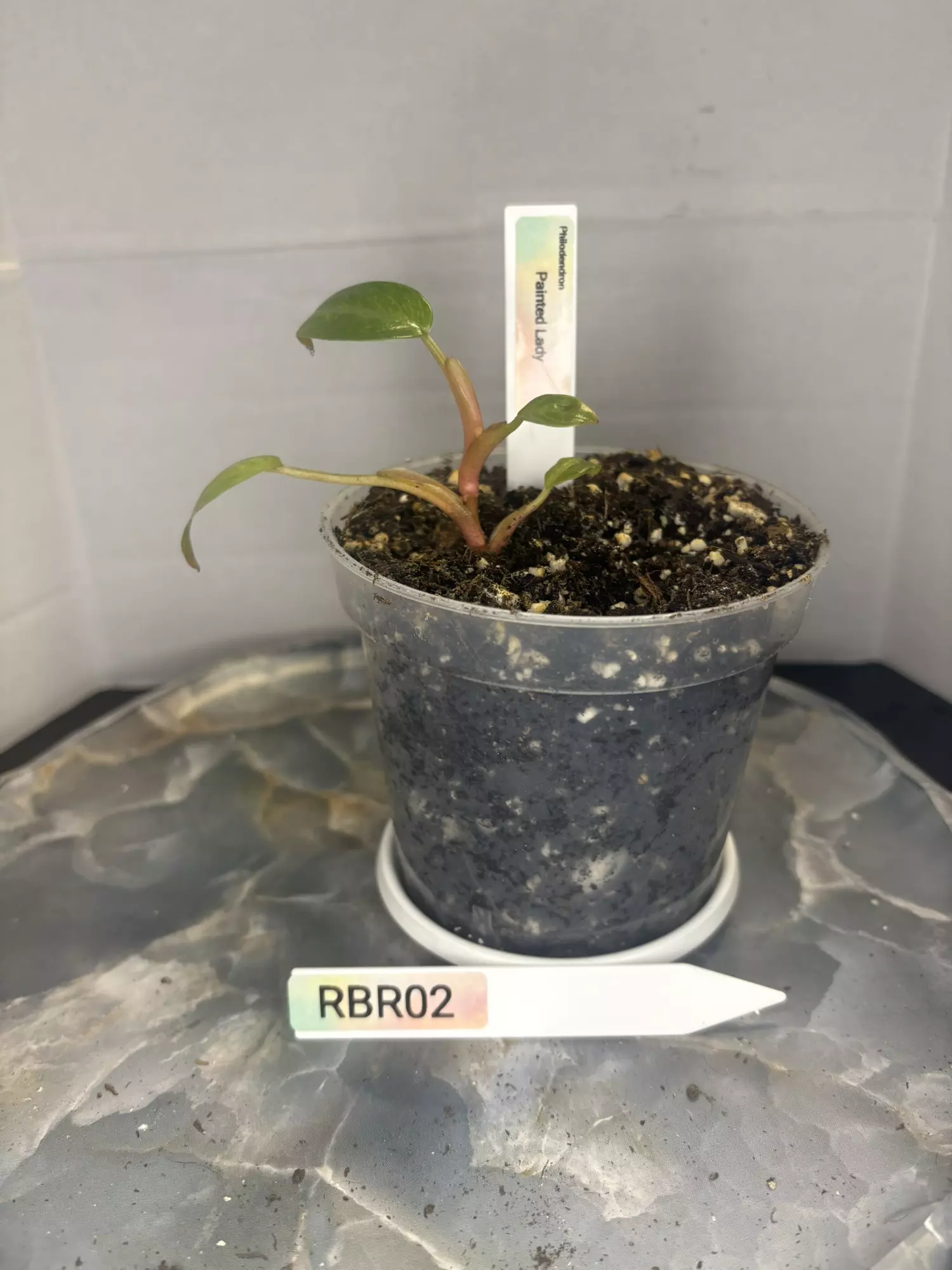 plant/RBR02 Philodendron Painted Lady-0